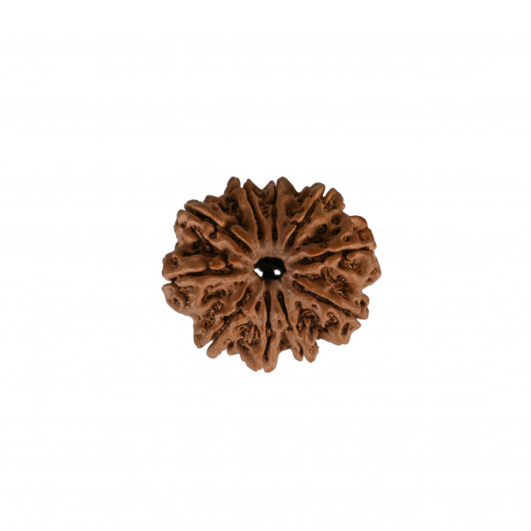Image of Natural 10 Mukhi Collector Rudraksh (Nepali)
