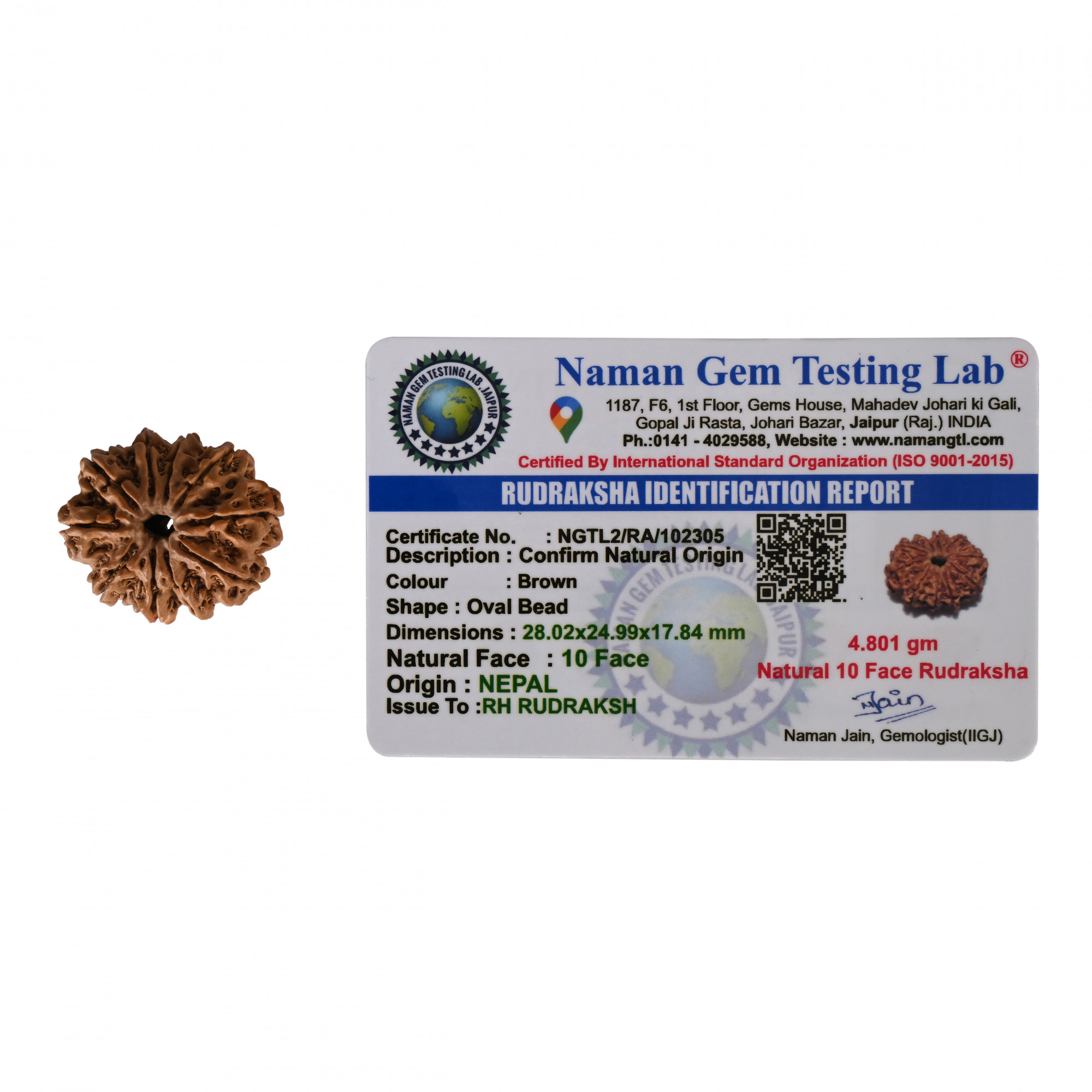 Natural 10 Mukhi Collector Rudraksh Nepali