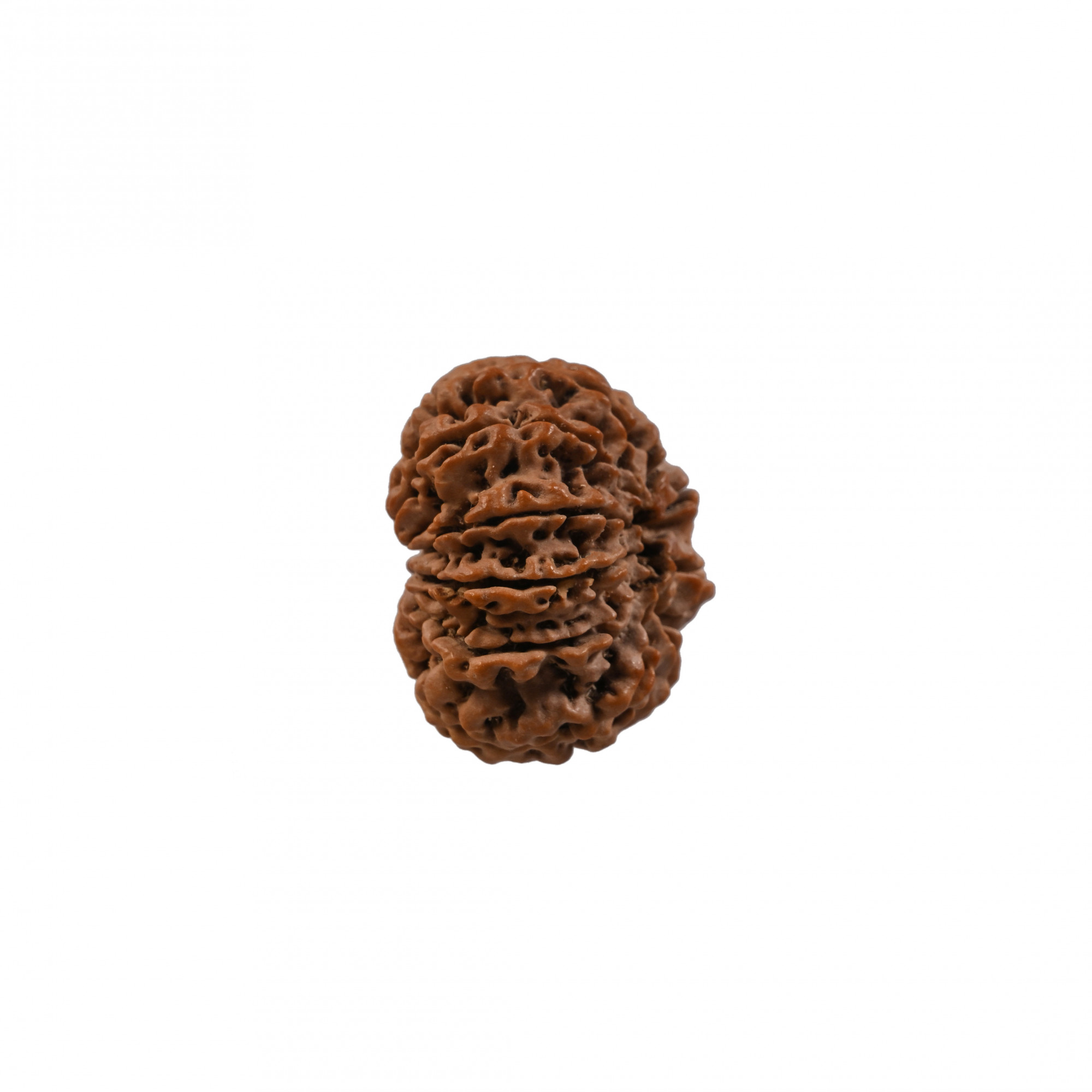 Natural 10 Mukhi Collector Rudraksh Nepali
