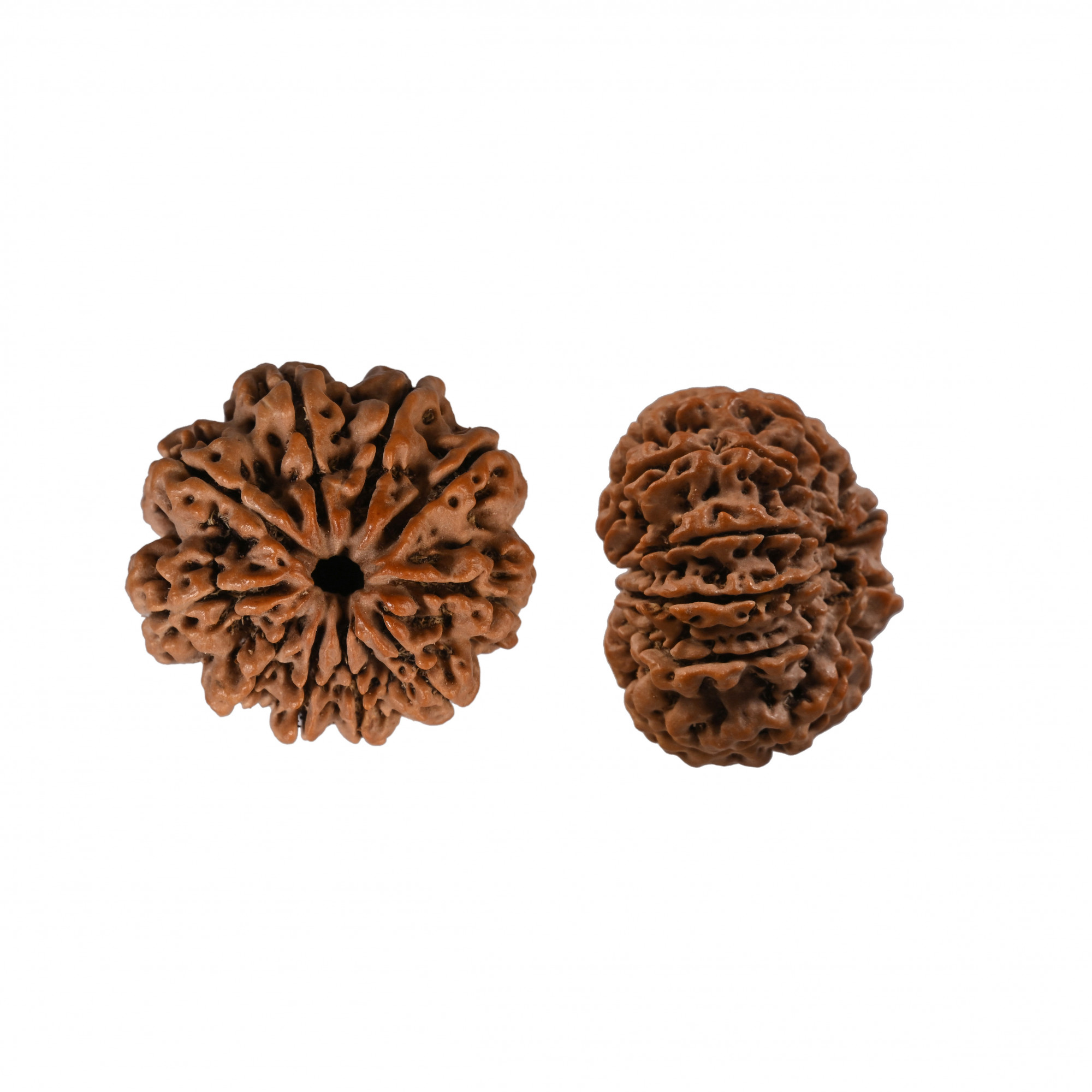 Natural 10 Mukhi Collector Rudraksh Nepali