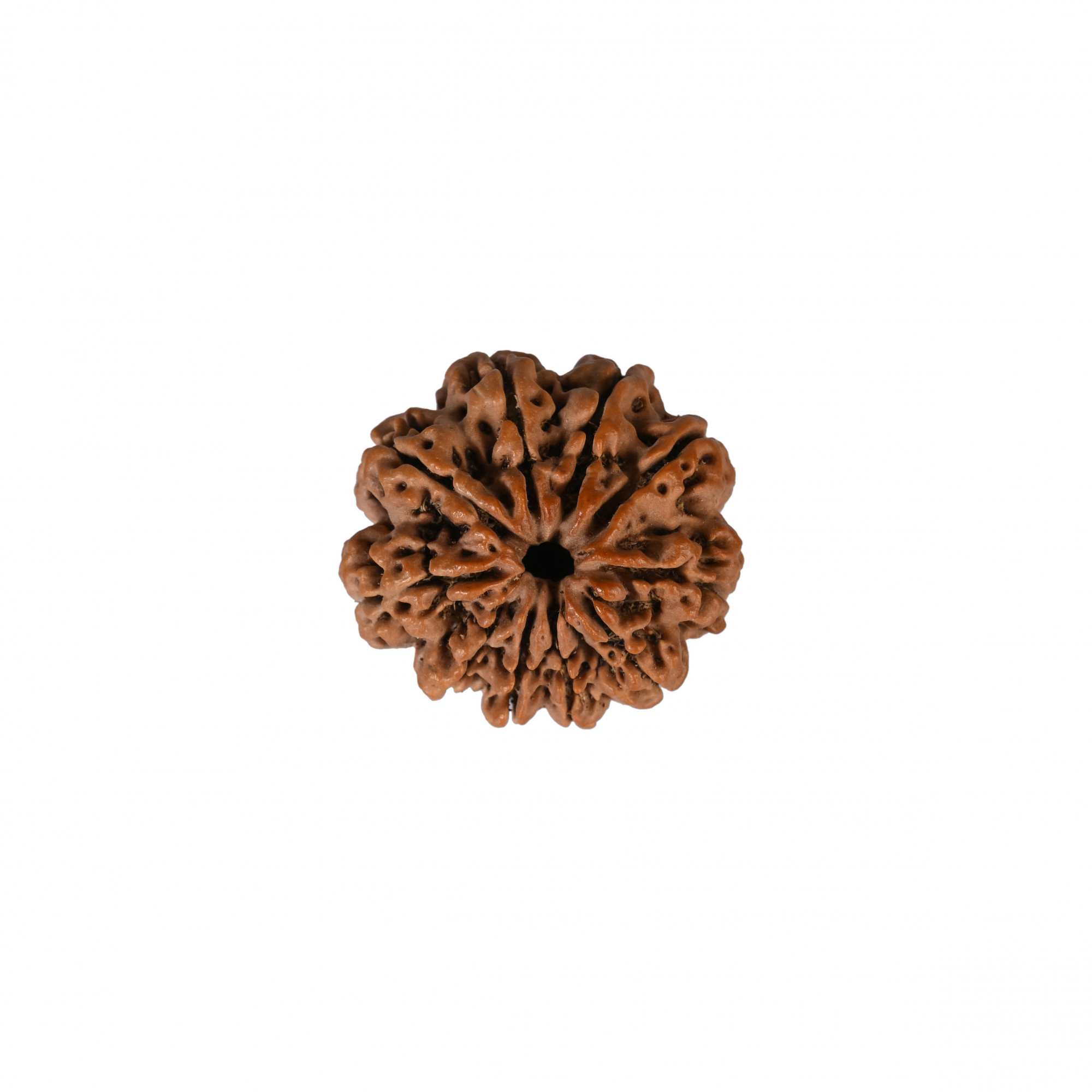 Natural 10 Mukhi Collector Rudraksh Nepali