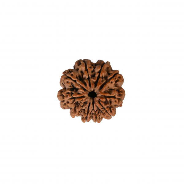 Image of Natural 10 Mukhi Collector Rudraksh (Nepali)