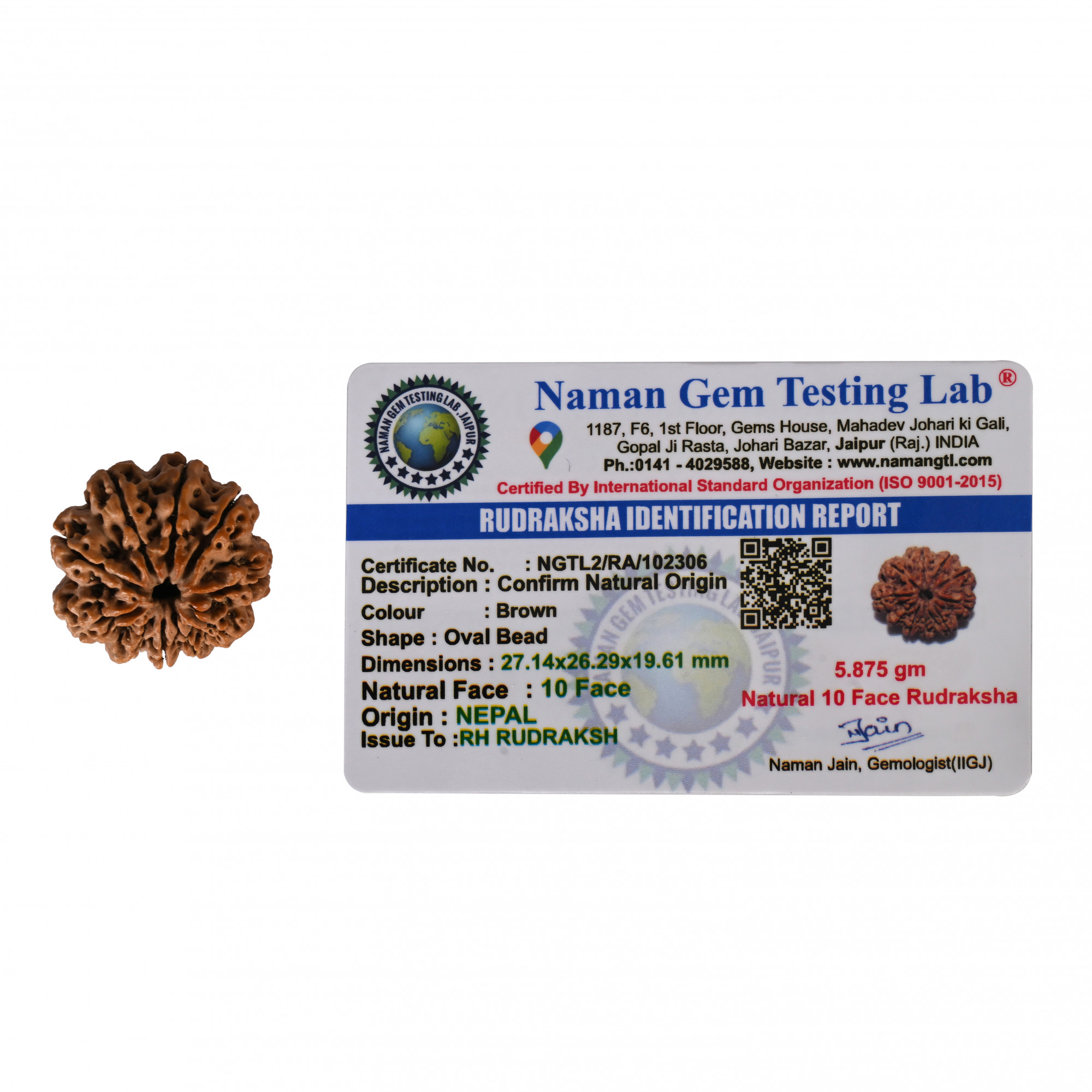 Natural 10 Mukhi Collector Rudraksh Nepali