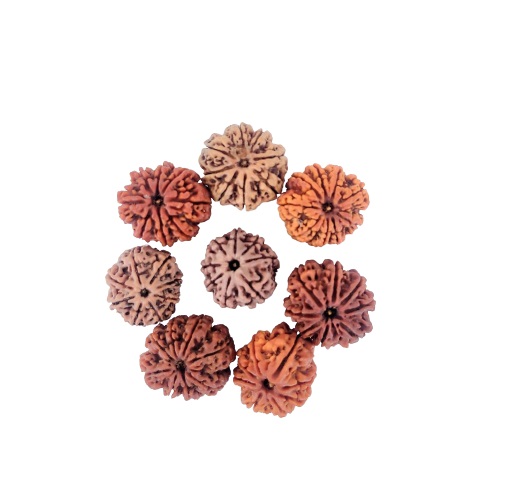 Natural 8 Mukhi Collector Rudraksh Nepali