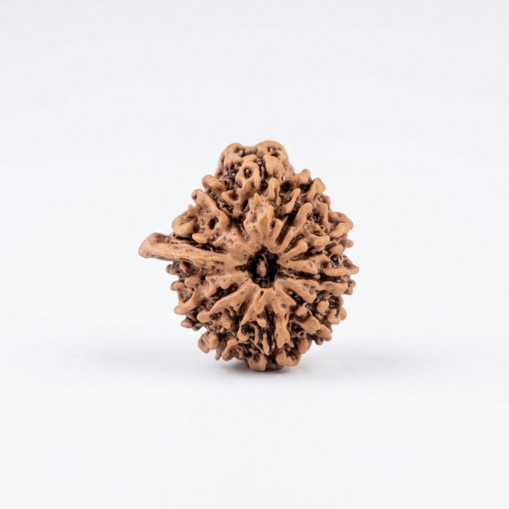 Natural Ganesh Rudraksh 11 Mukhi Nepali