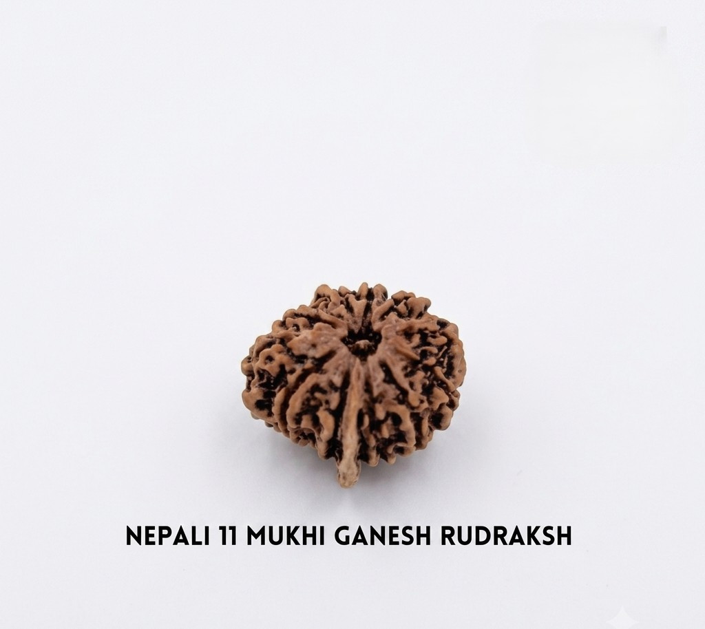 Natural Ganesh Rudraksh 11 Mukhi Nepali