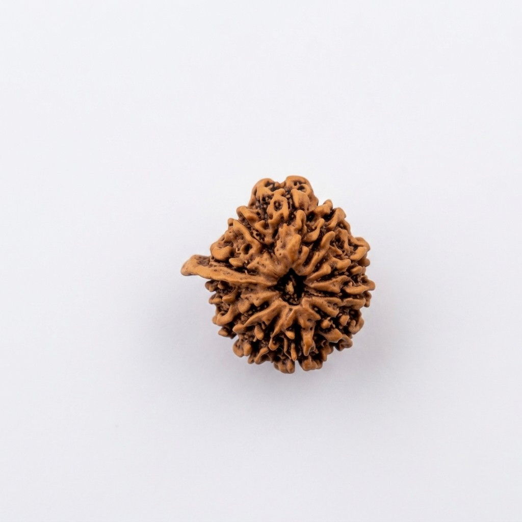 Natural Ganesh Rudraksh 11 Mukhi Nepali