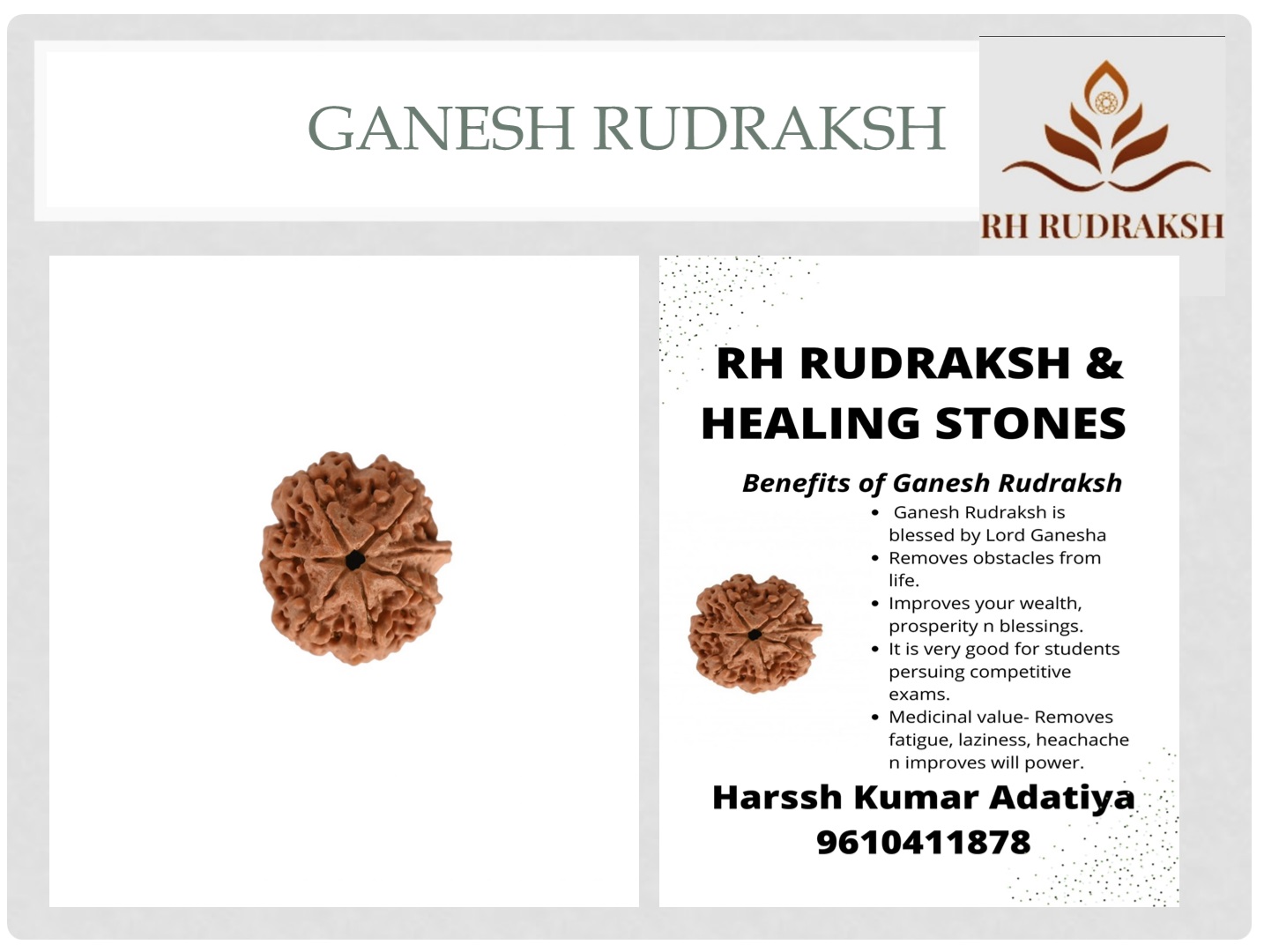 Natural Ganesh Rudraksh 11 Mukhi Nepali