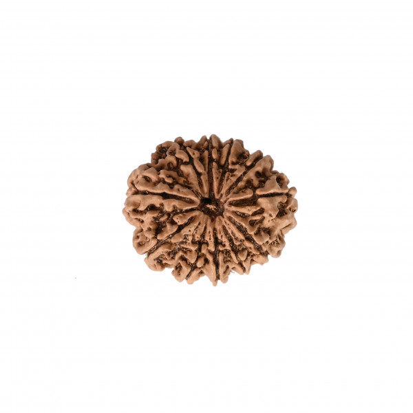 Image of Natural 11 Mukhi Rudraksh (Nepali)