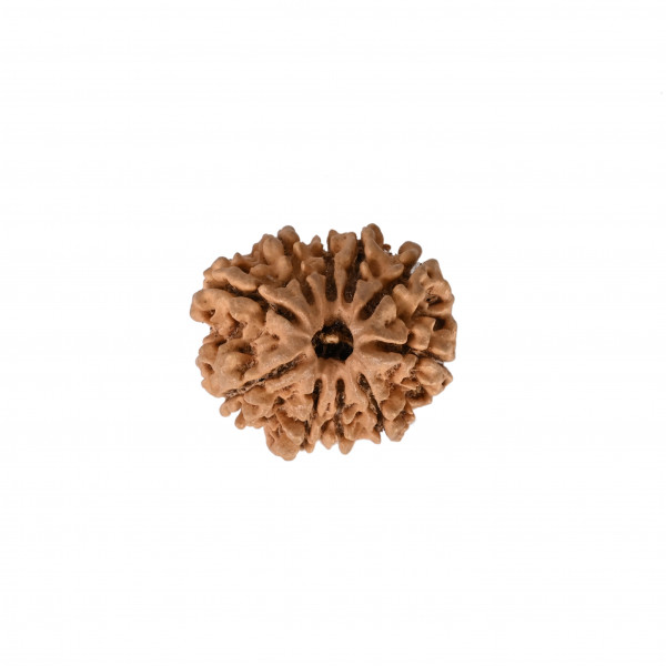 Image of Natural 10 Mukhi Rudraksh(Nepali)