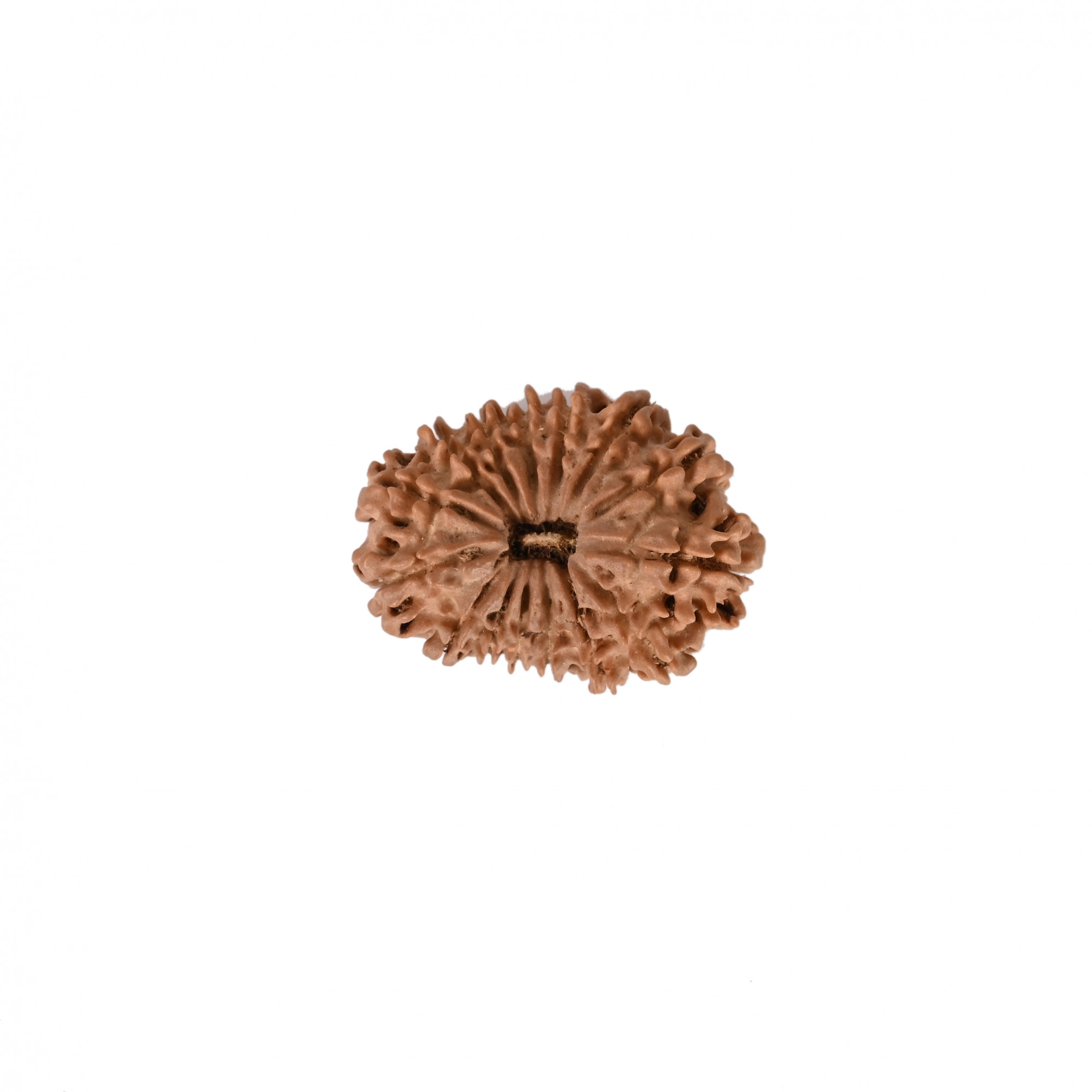 Natural 15 Mukhi RudrakshNepali