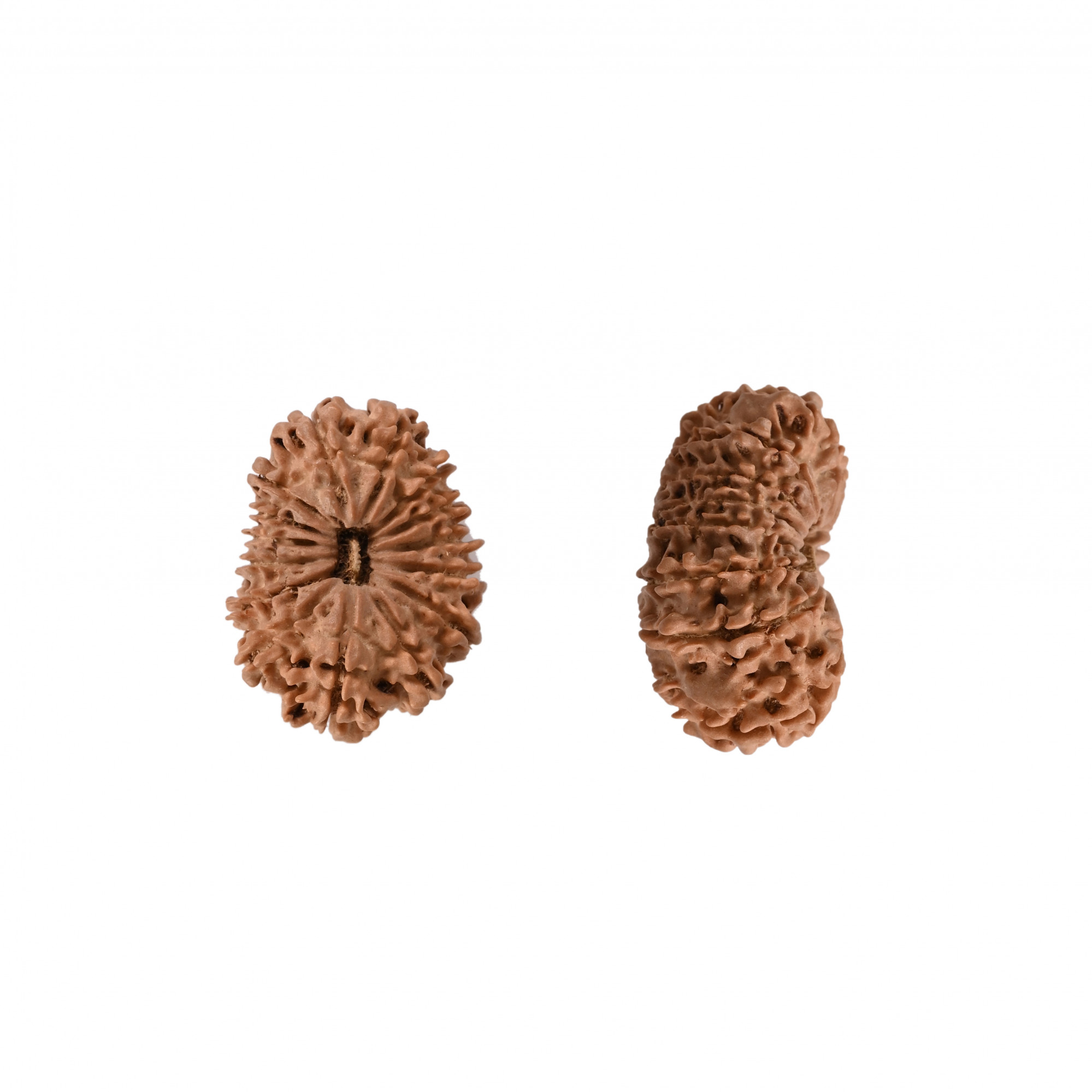 Natural 15 Mukhi RudrakshNepali