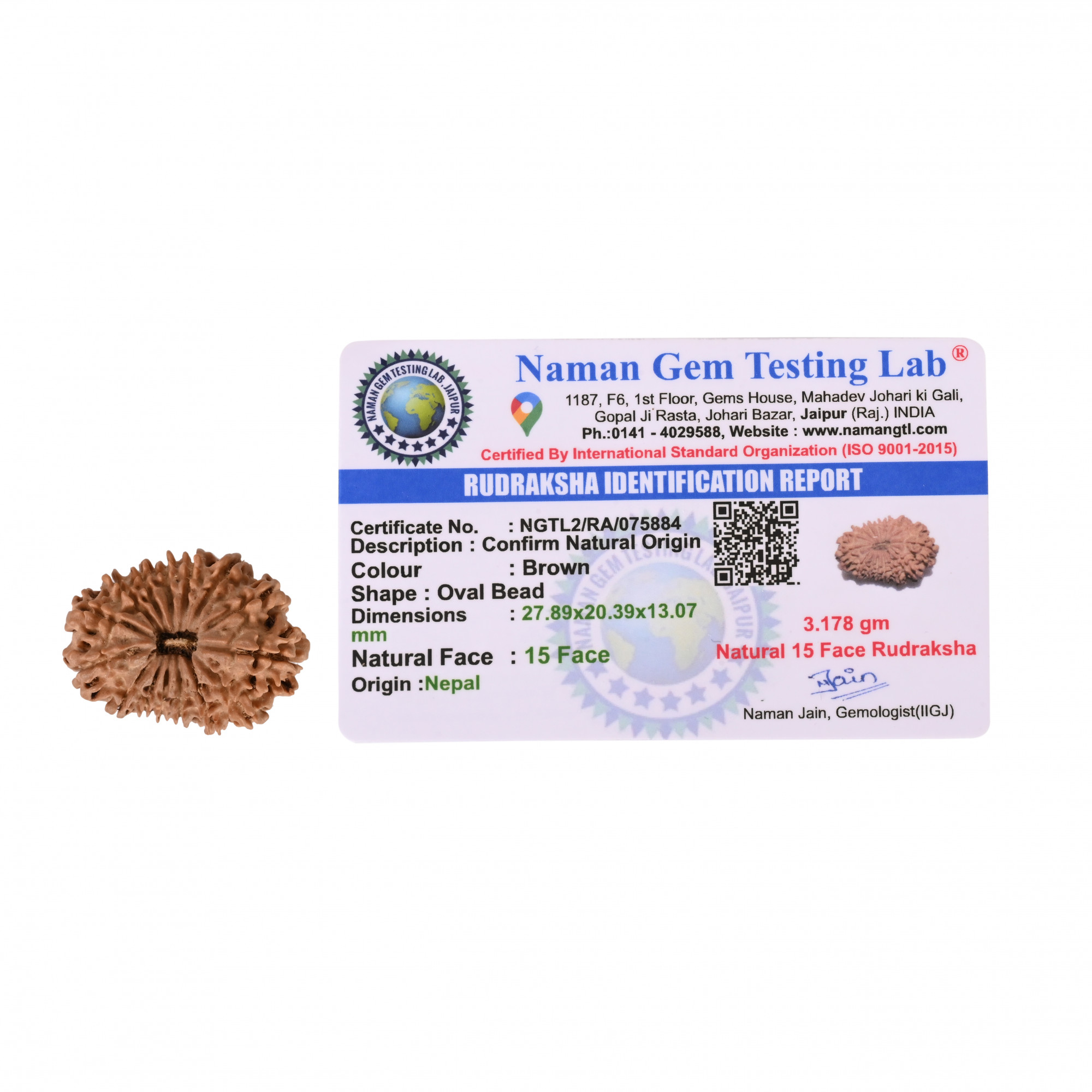 Natural 15 Mukhi RudrakshNepali
