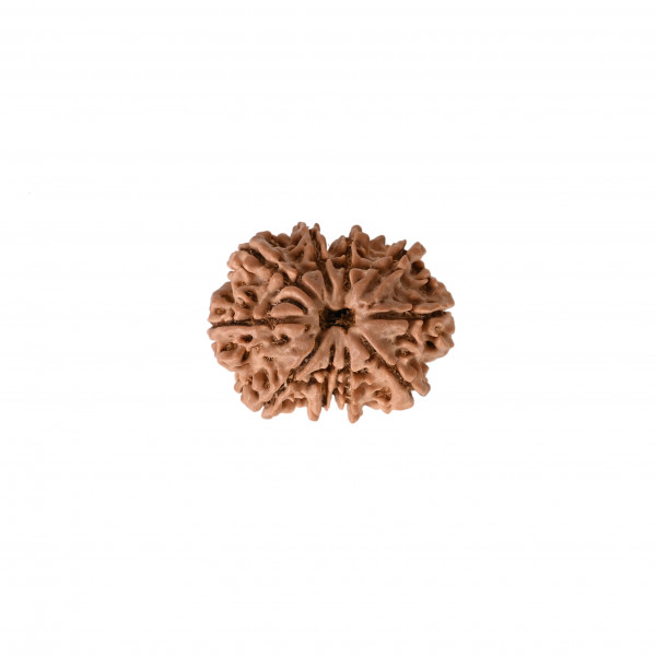 Image of Natural 10 Mukhi Rudraksh(Nepali)