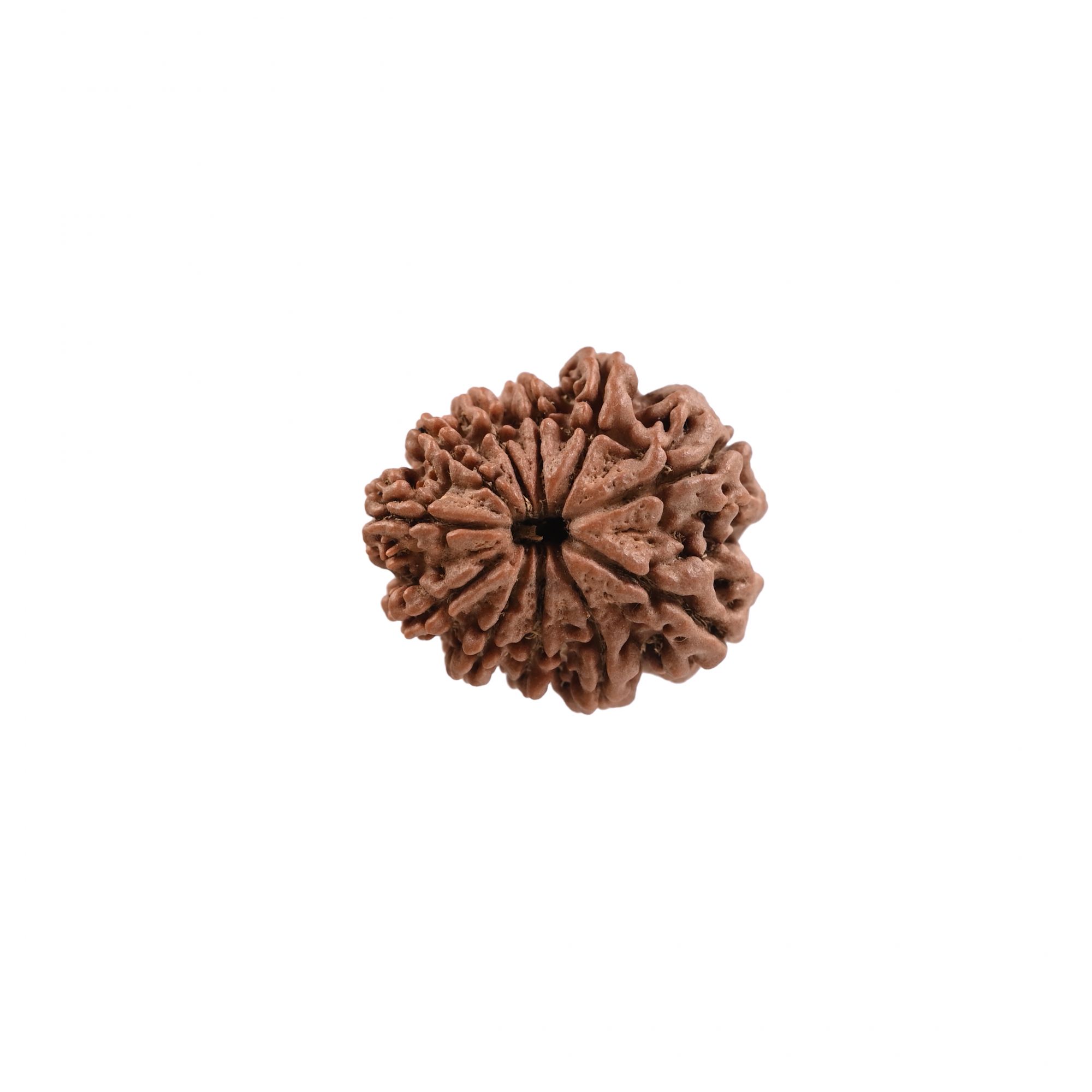 Natural 11 Mukhi Rudraksh Nepali