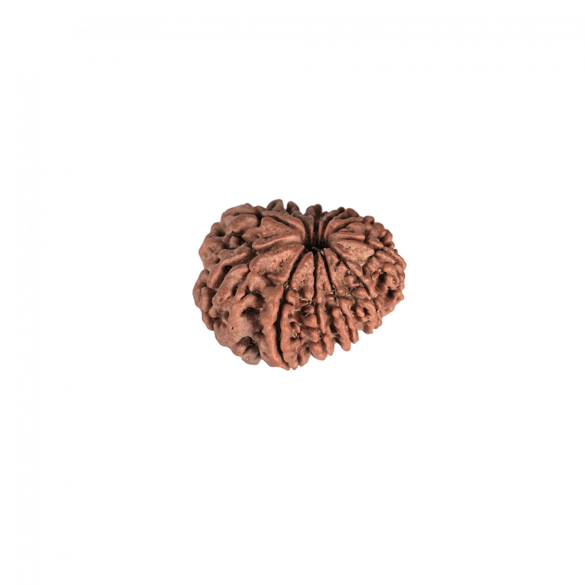 Natural 11 Mukhi Rudraksh Nepali