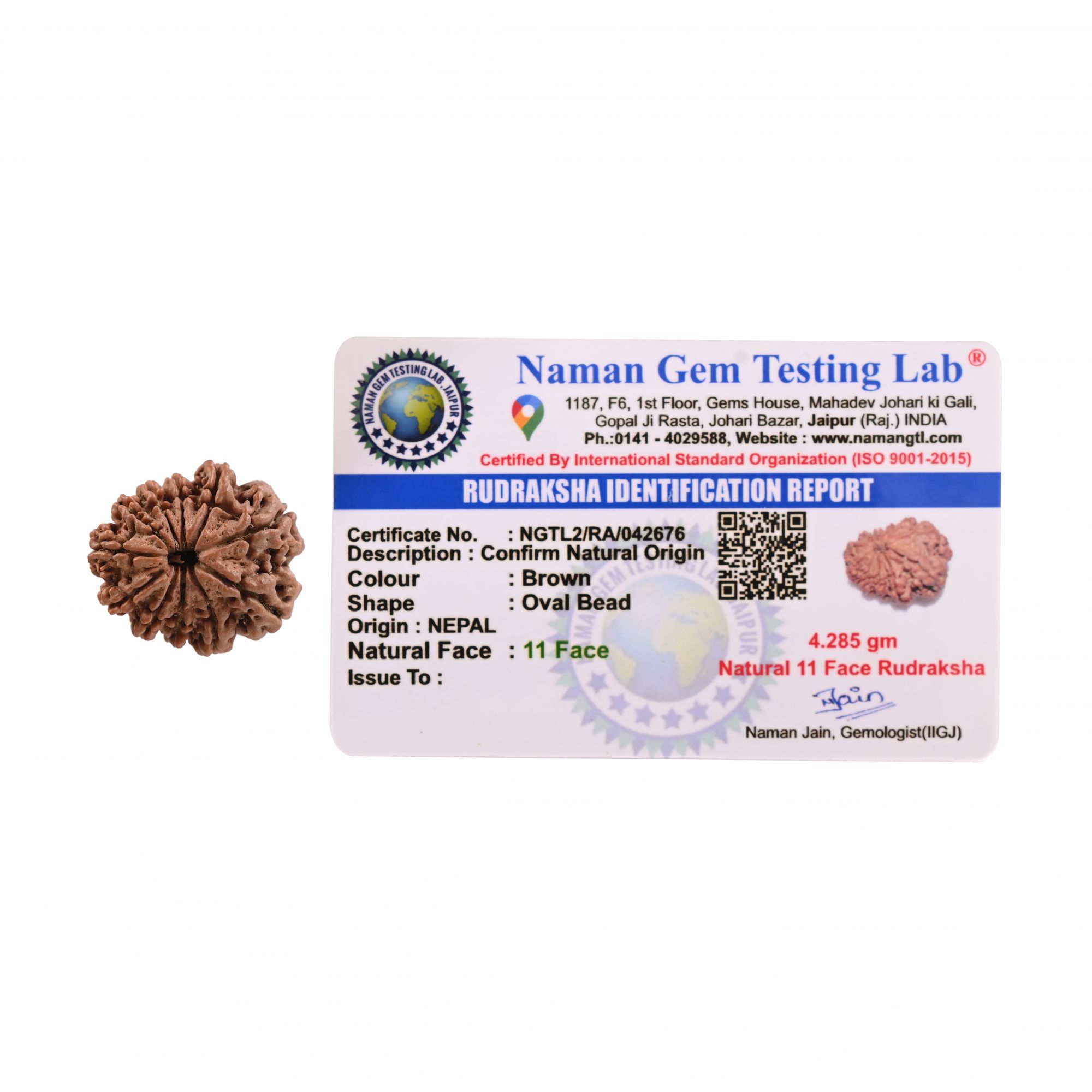 Natural 11 Mukhi Rudraksh Nepali