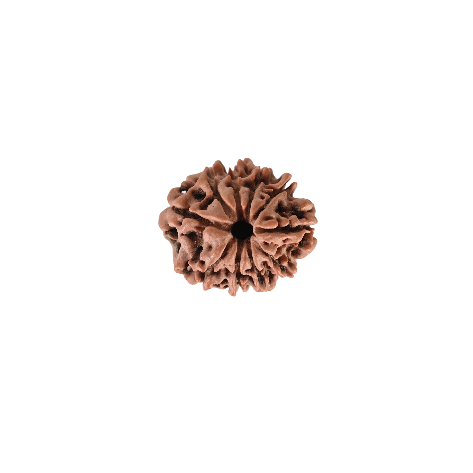 Natural 10 Mukhi RudrakshNepali