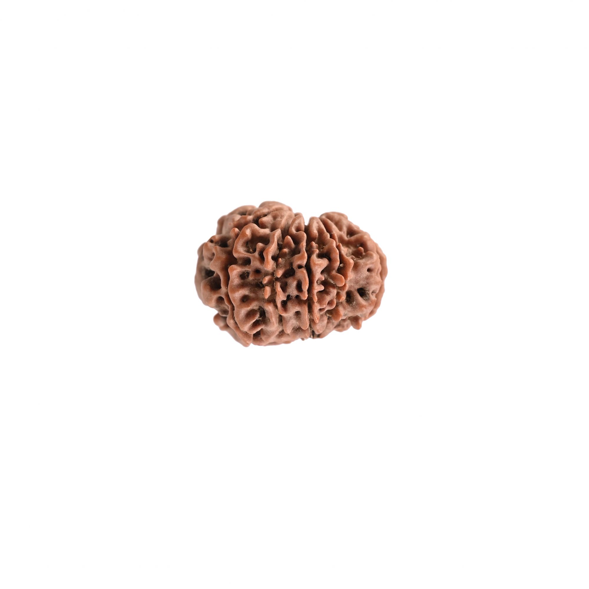 Natural 10 Mukhi RudrakshNepali