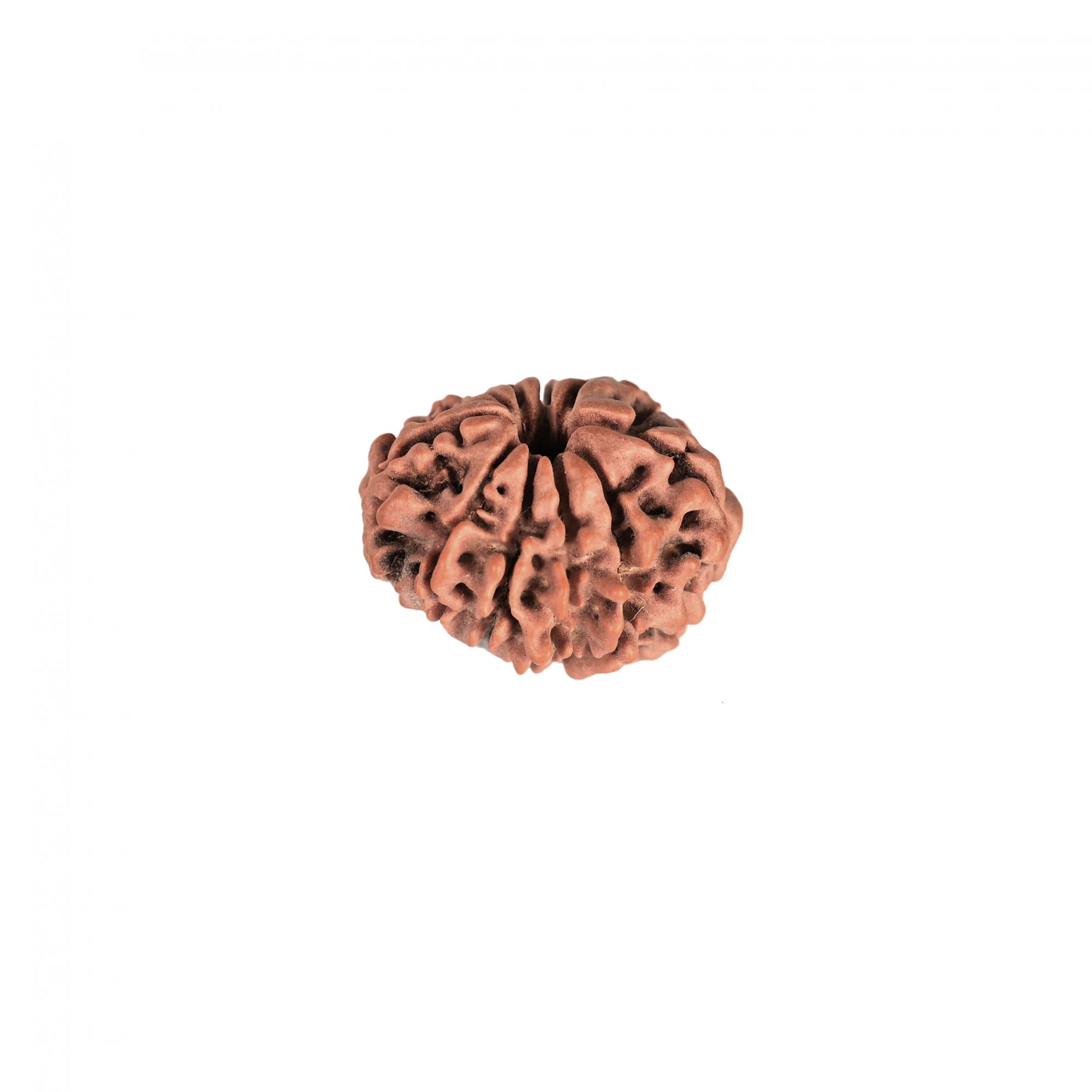 Natural 10 Mukhi RudrakshNepali