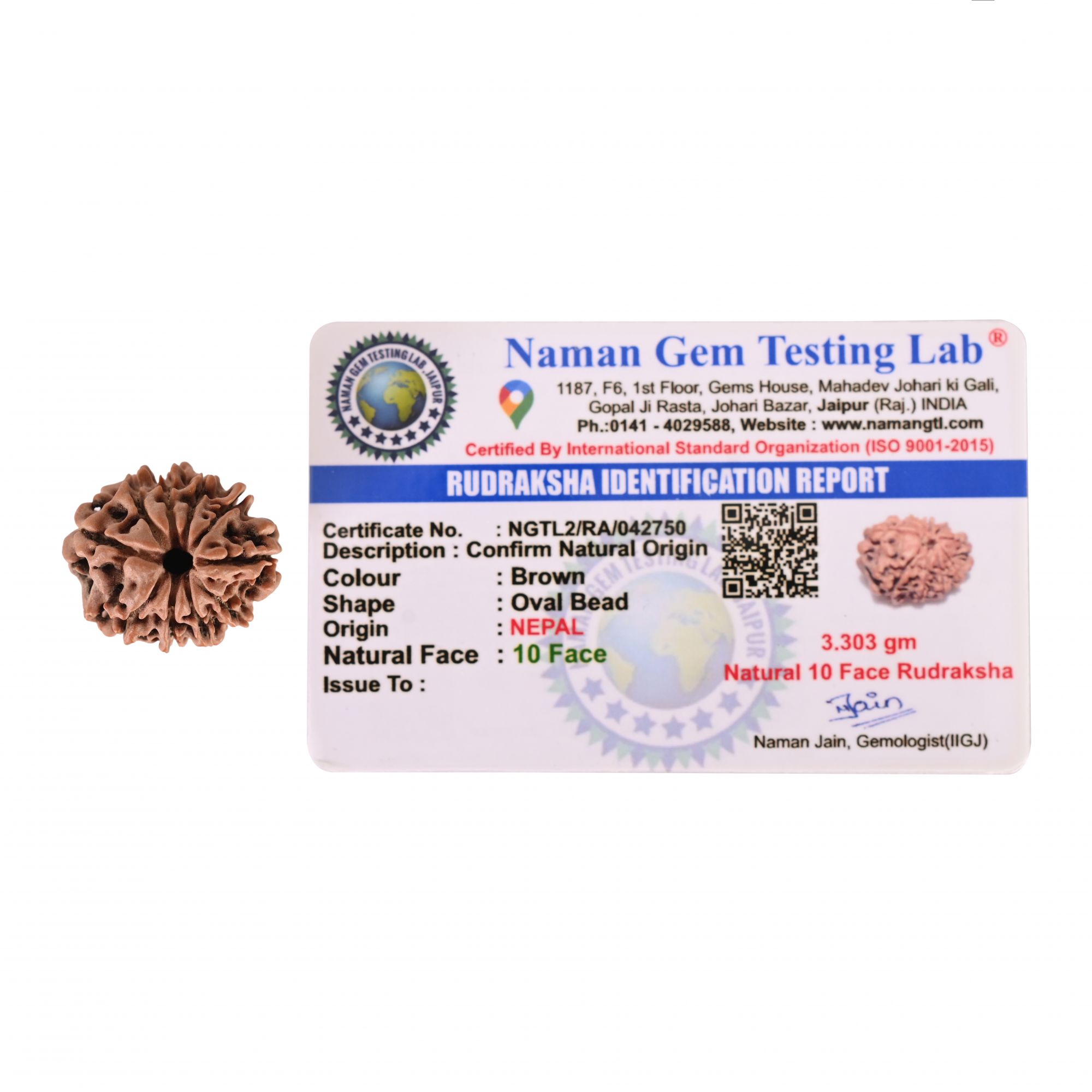 Natural 10 Mukhi RudrakshNepali