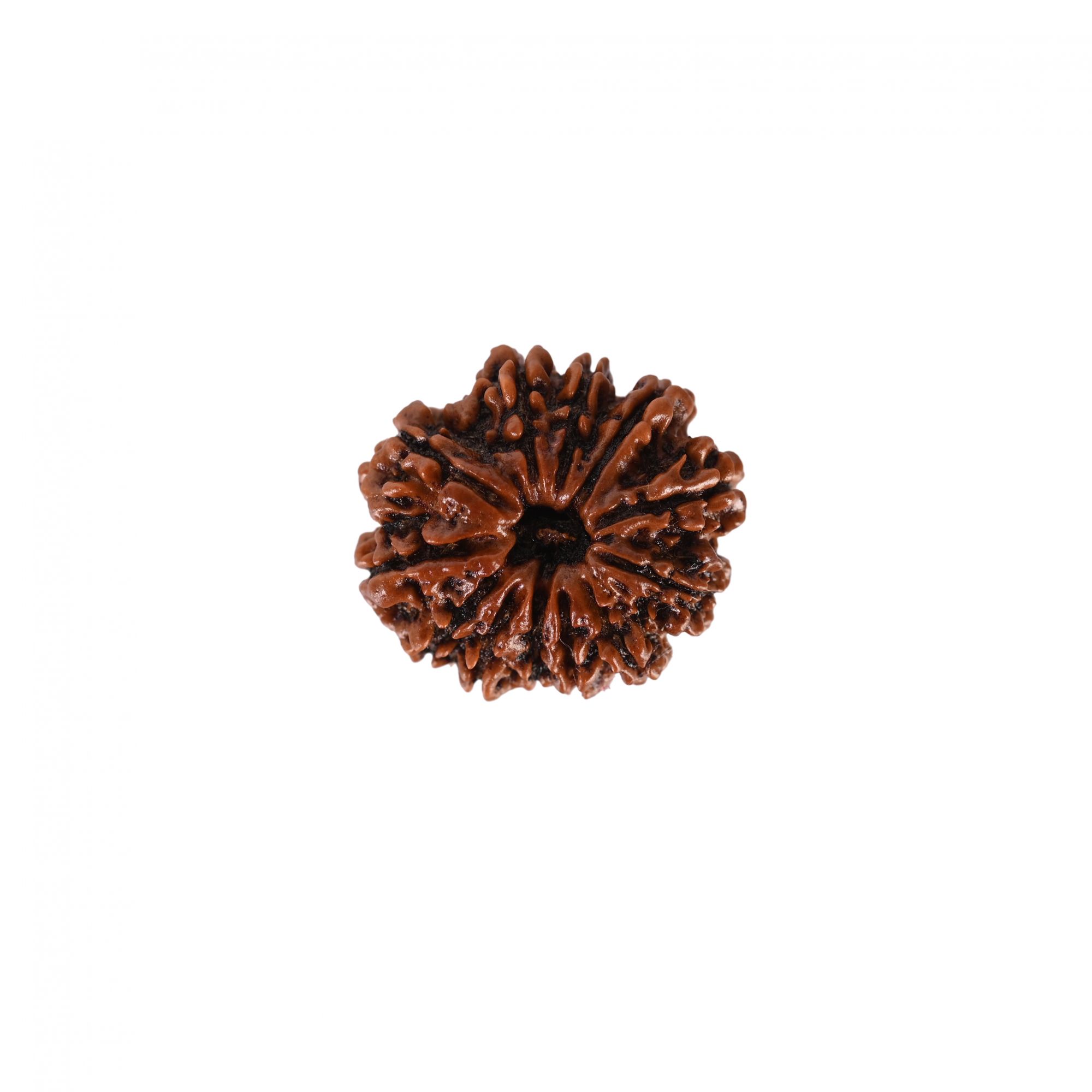 Natural 12 Mukhi Rudraksh Nepali