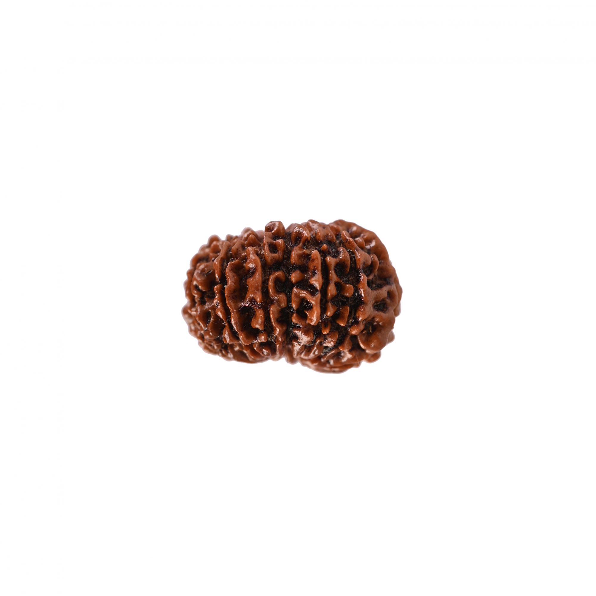Natural 12 Mukhi Rudraksh Nepali