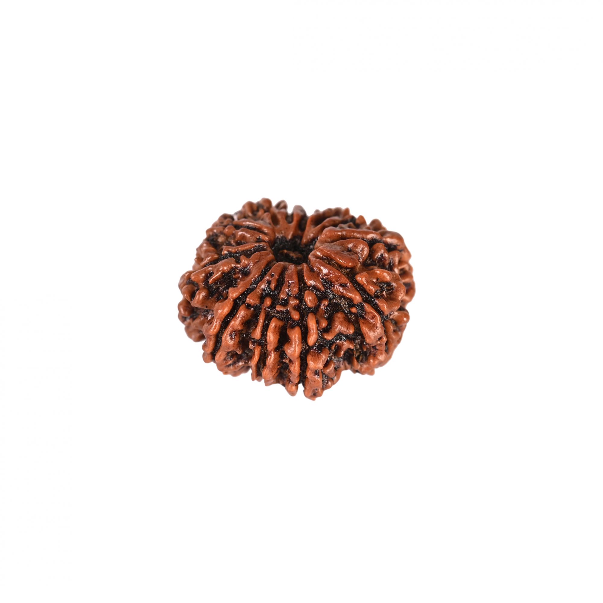 Natural 12 Mukhi Rudraksh Nepali