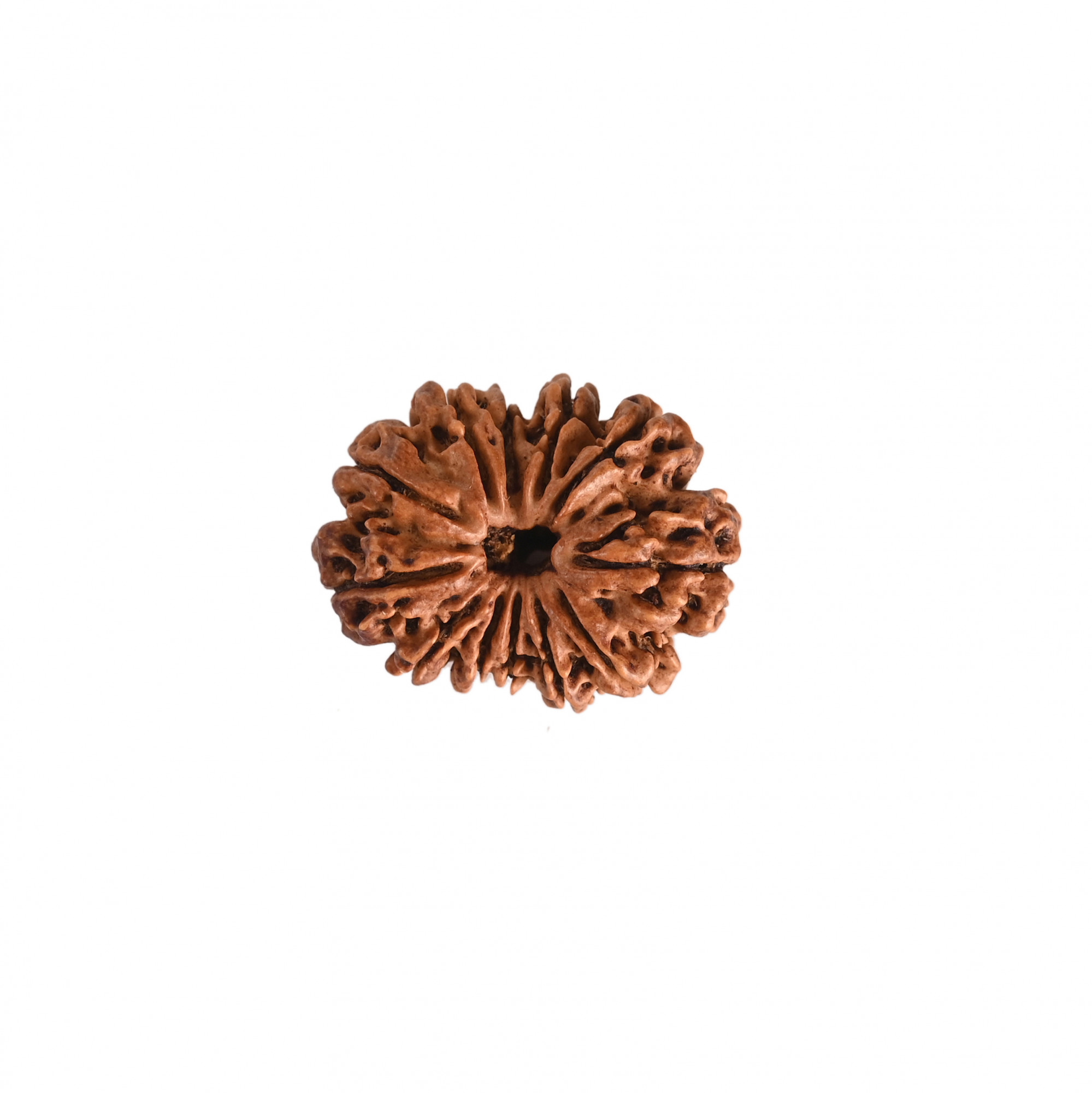 Natural 12 Mukhi Collector RudrakshNepali