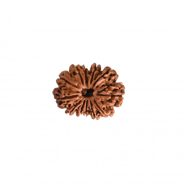 Image of Natural 12 Mukhi Collector Rudraksh(Nepali)