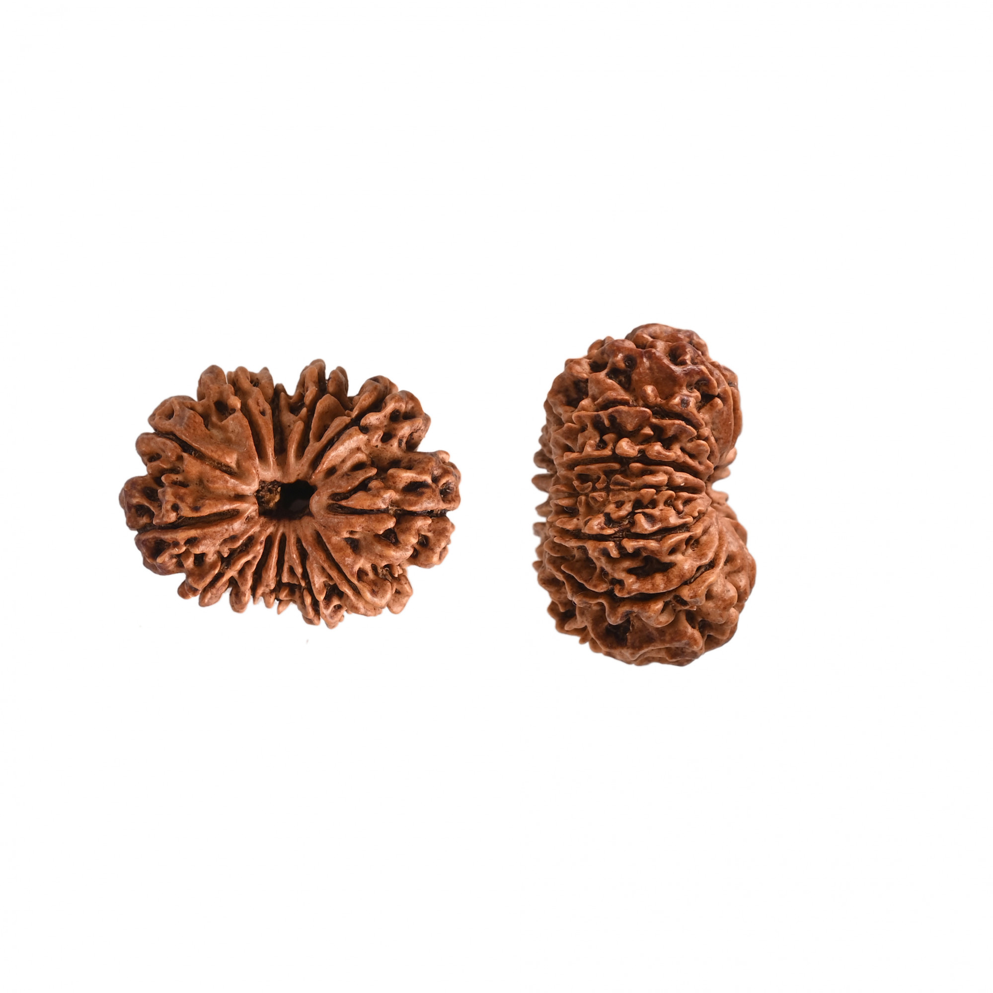 Natural 12 Mukhi Collector RudrakshNepali
