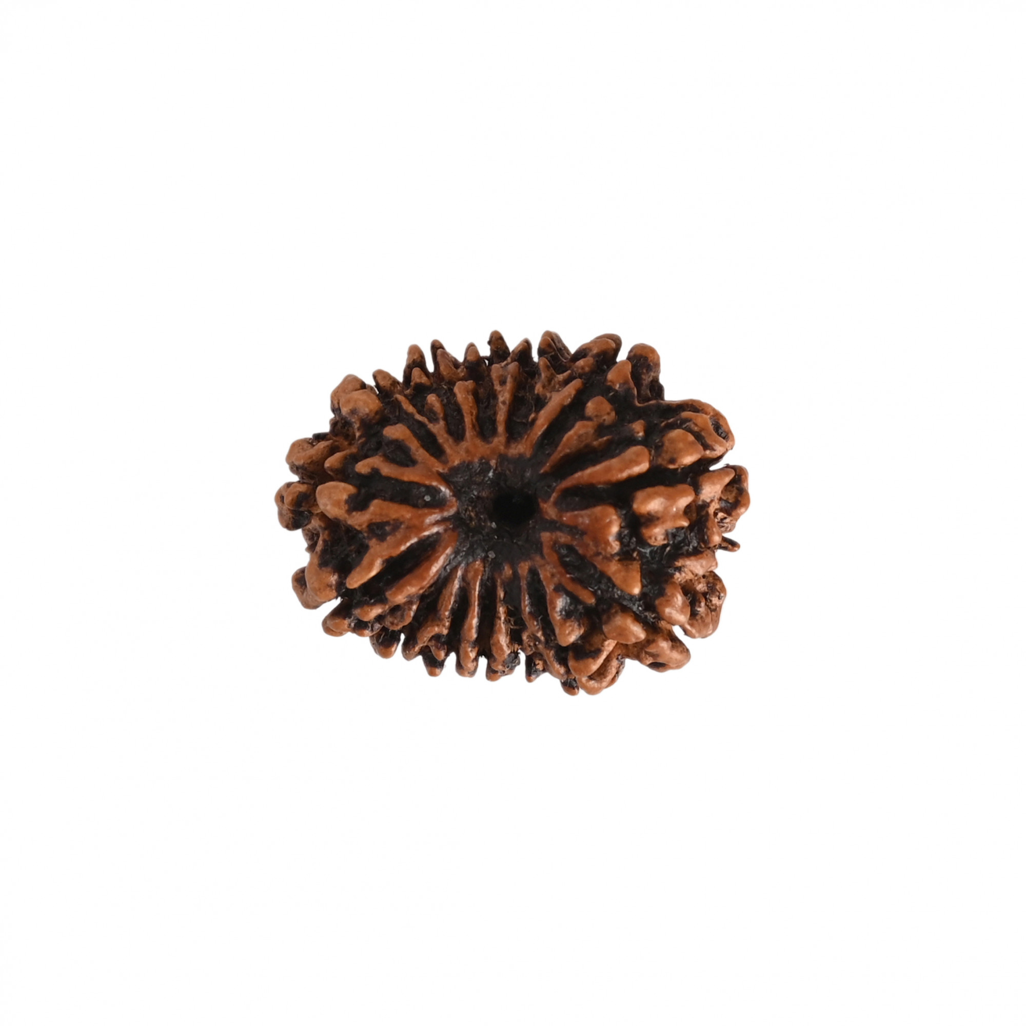 Natural 14 Mukhi Rudraksh Nepali