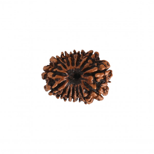 Image of Natural 14 Mukhi Rudraksh (Nepali)