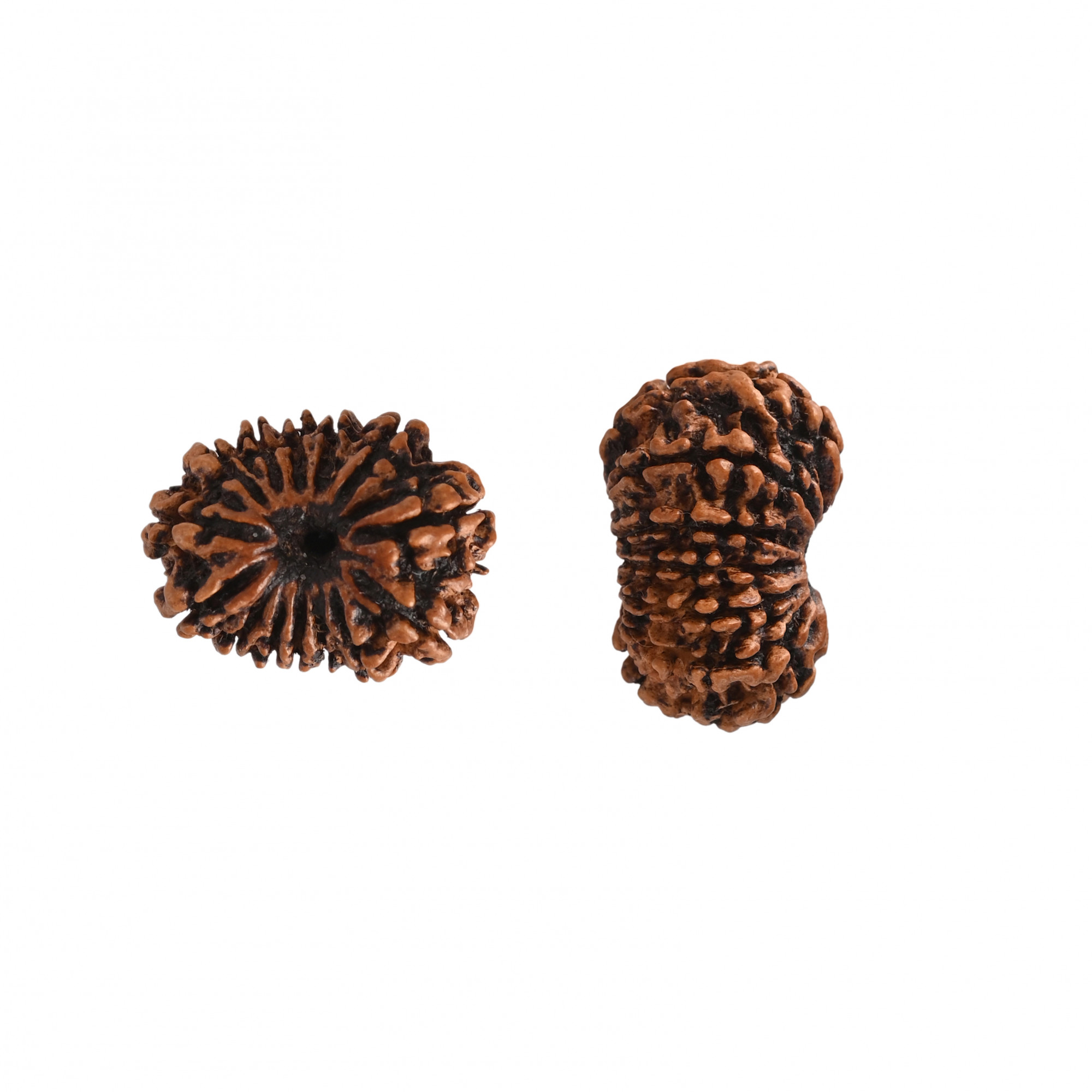Natural 14 Mukhi Rudraksh Nepali