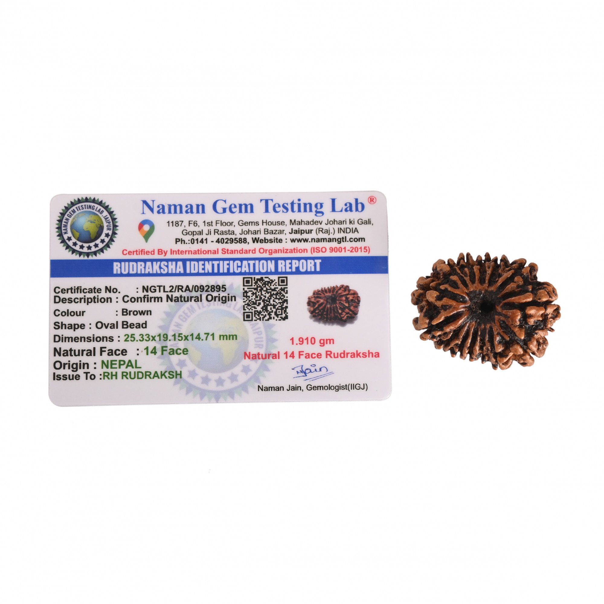 Natural 14 Mukhi Rudraksh Nepali