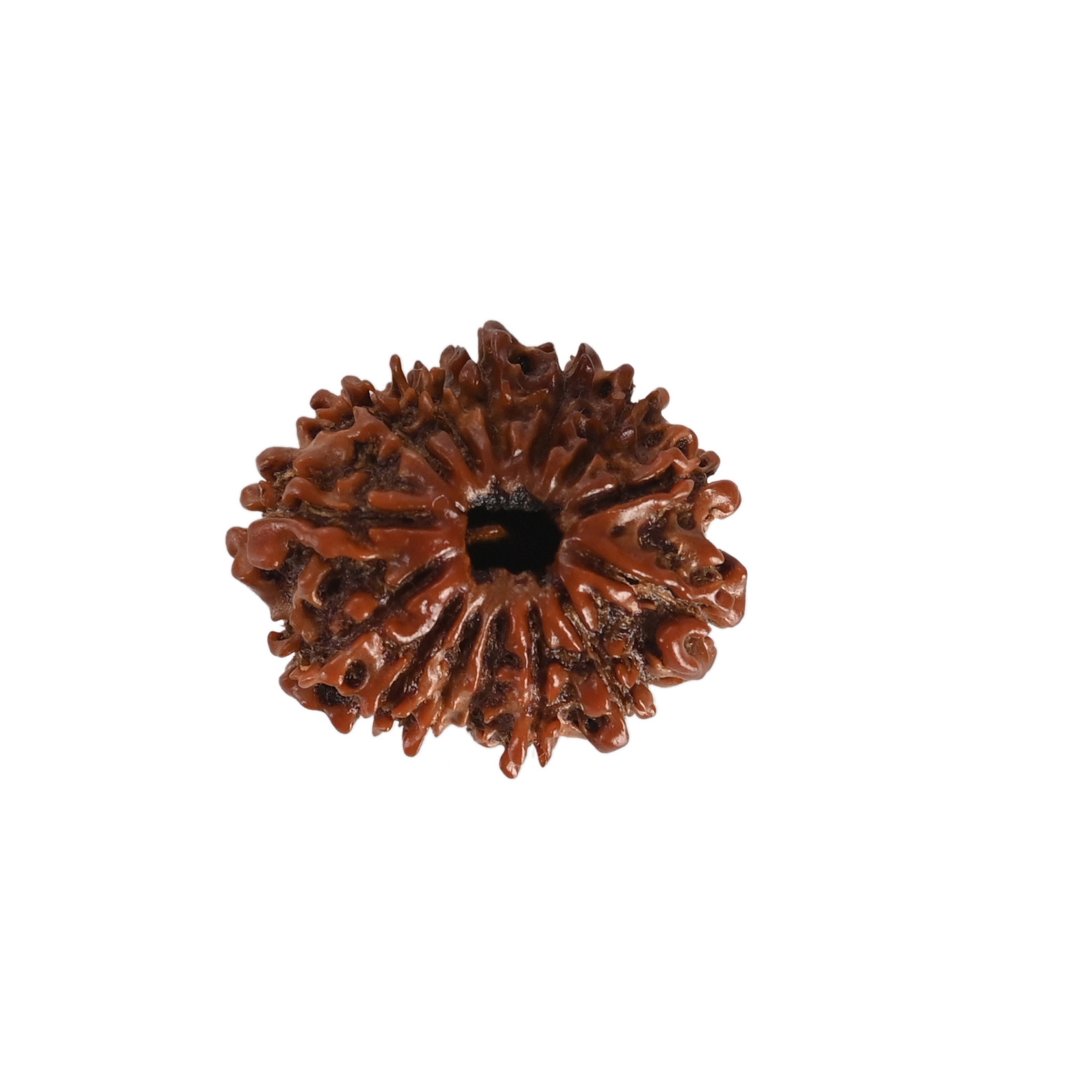 Natural 14 Mukhi Rudraksh Nepali