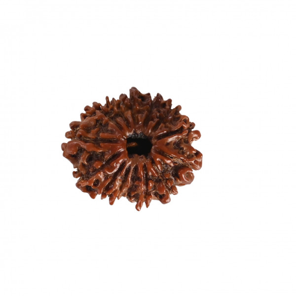 Image of Natural 14 Mukhi Rudraksh (Nepali)