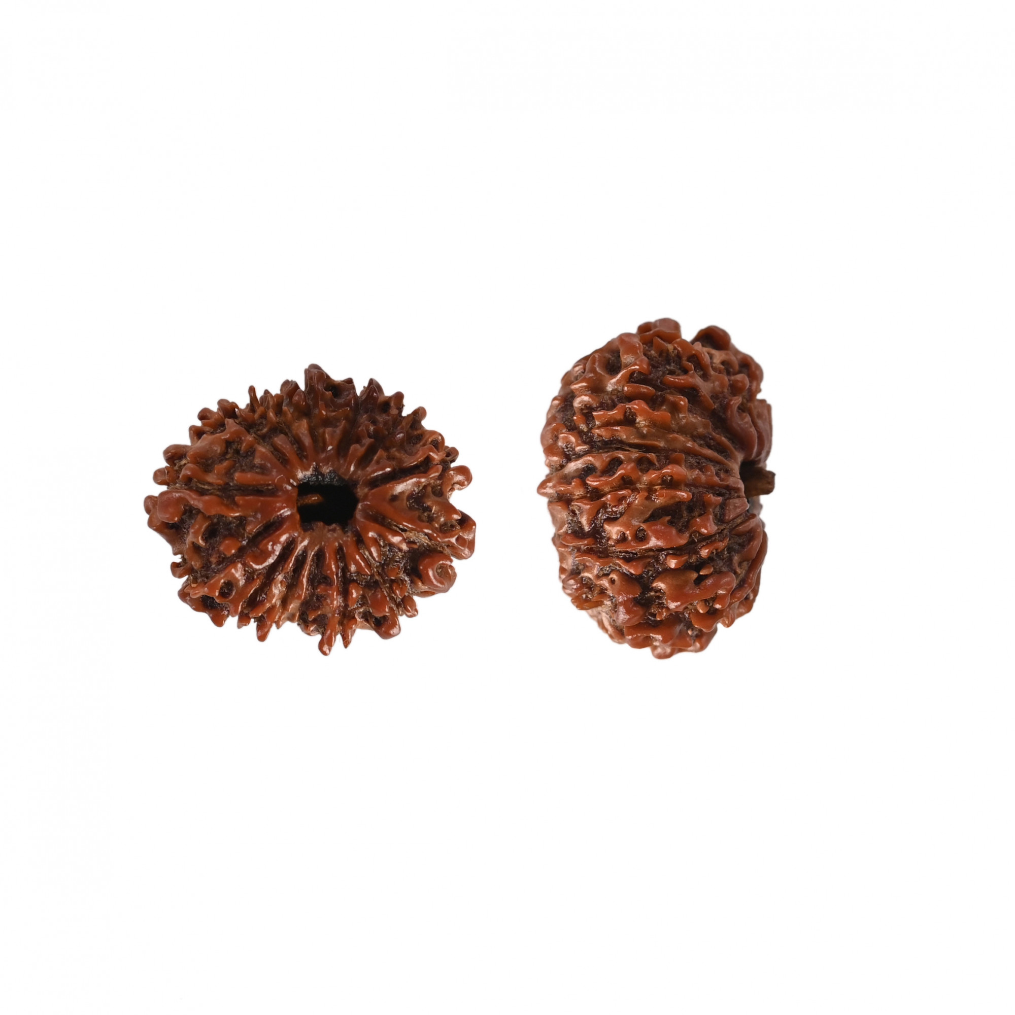 Natural 14 Mukhi Rudraksh Nepali