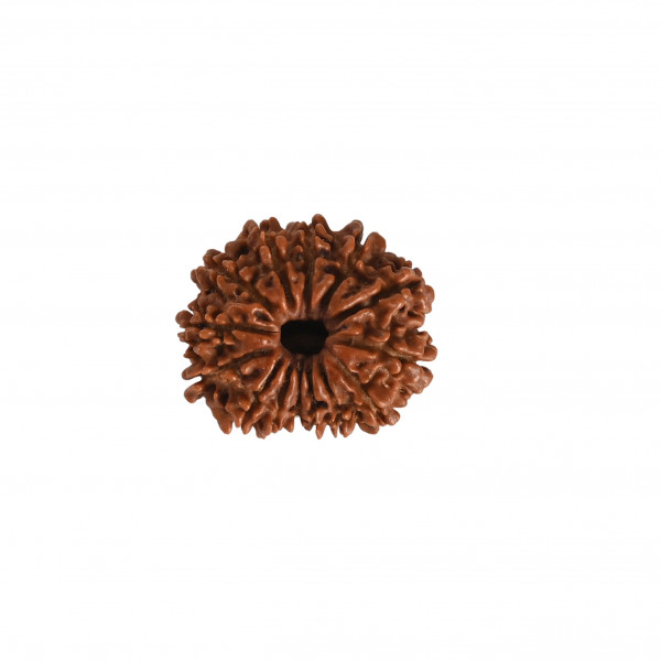 Image of Natural 14 Mukhi Rudraksh (Nepali)