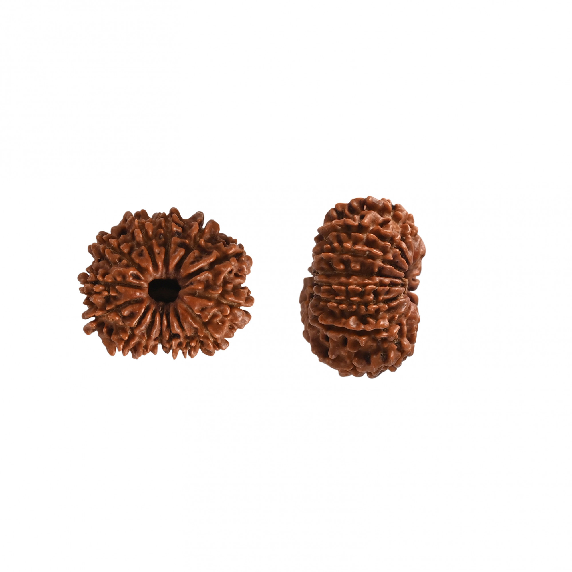 Natural 14 Mukhi Rudraksh Nepali