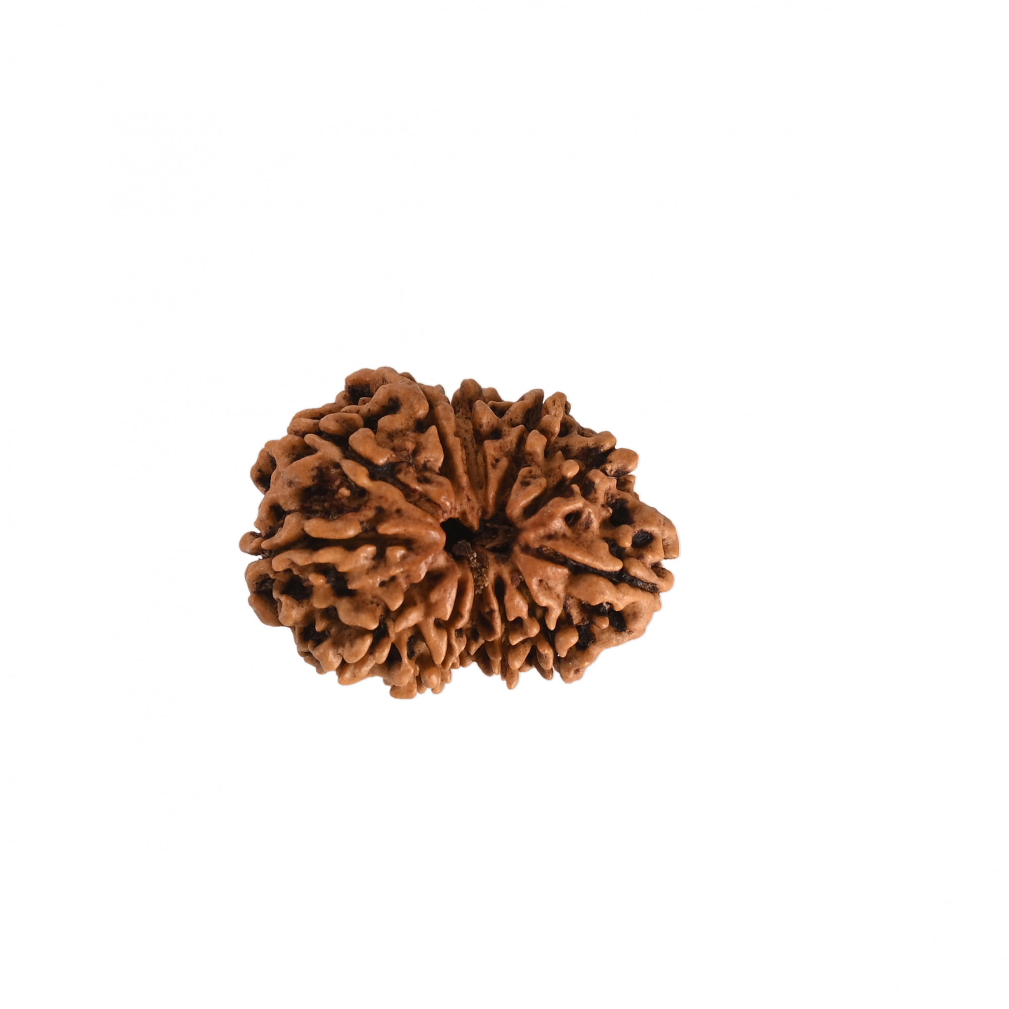 Natural 12 Mukhi Collector RudrakshNepali