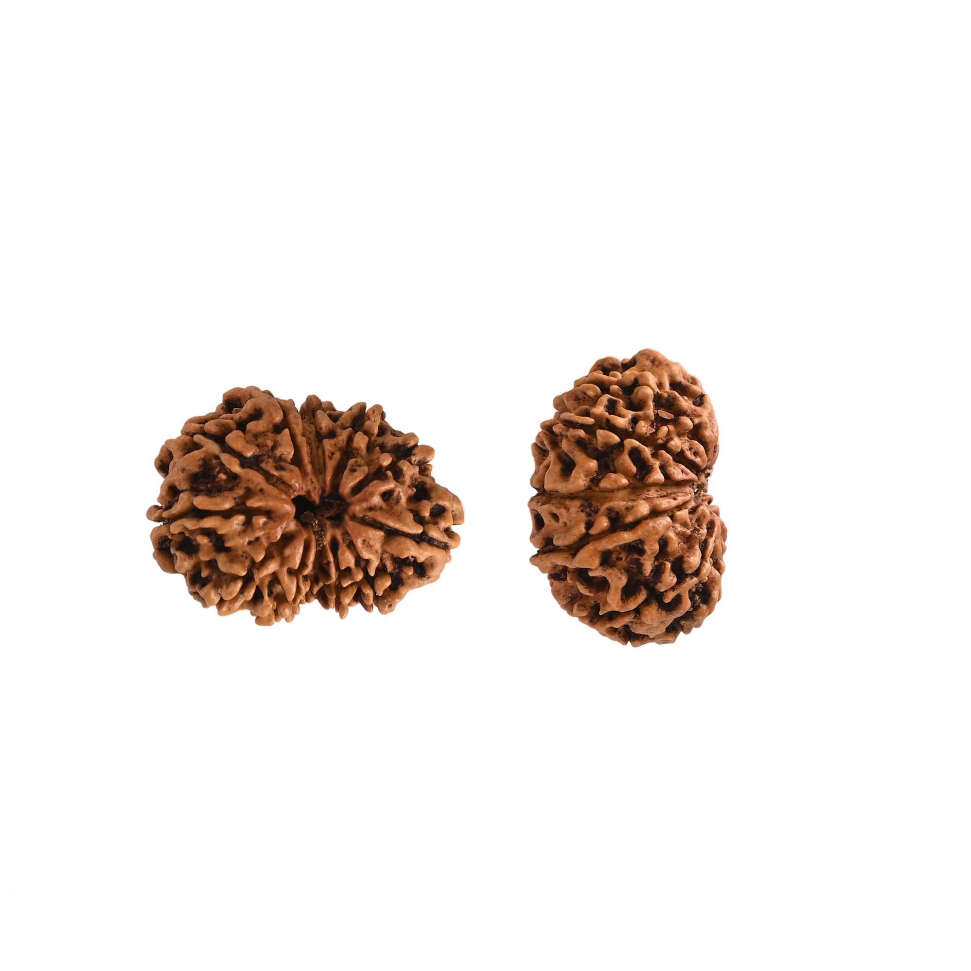 Natural 12 Mukhi Collector RudrakshNepali