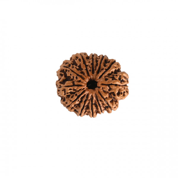 Image of Natural 12 Mukhi Collector Rudraksh(Nepali)