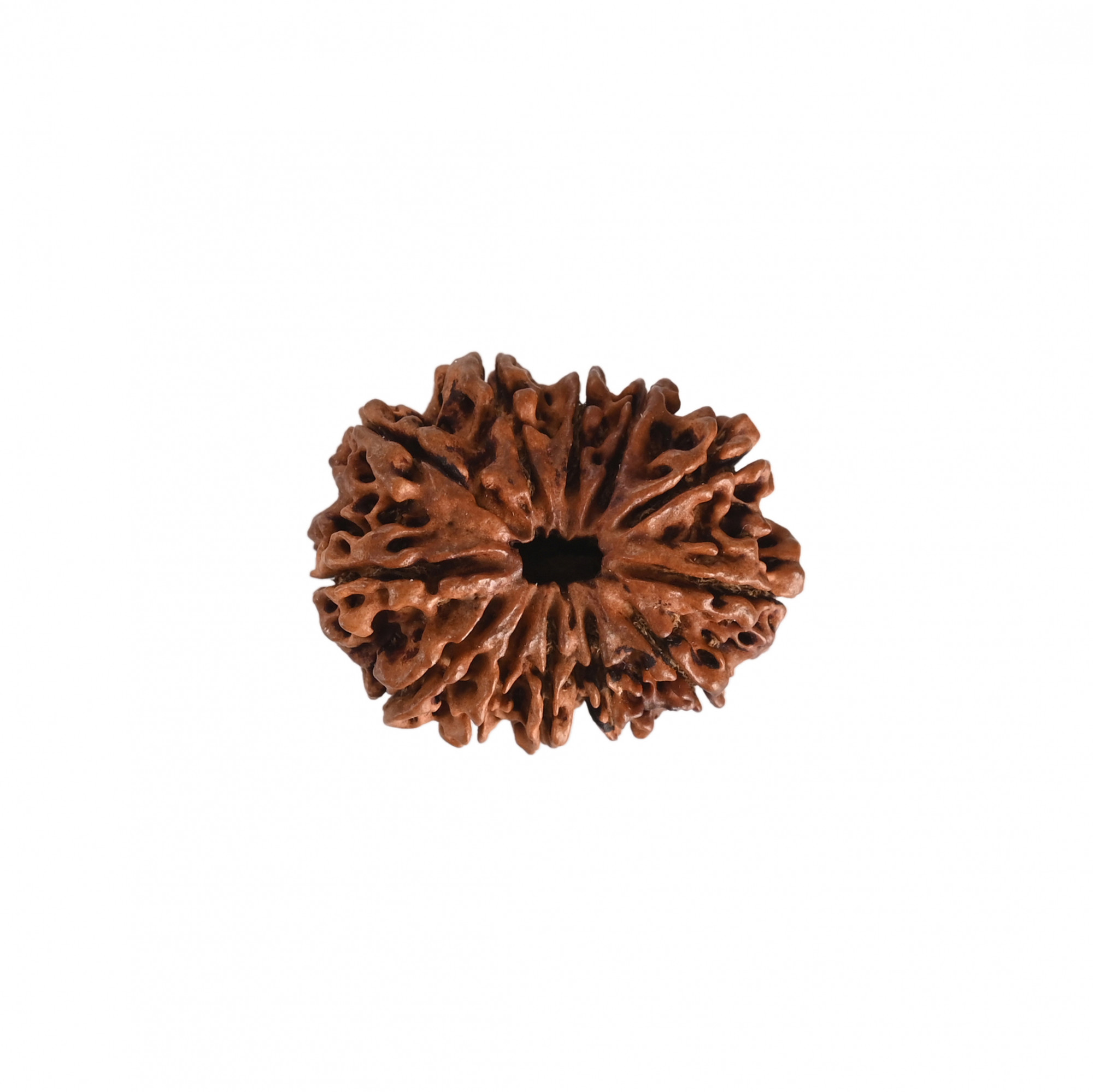 Natural 12 Mukhi Collector RudrakshNepali