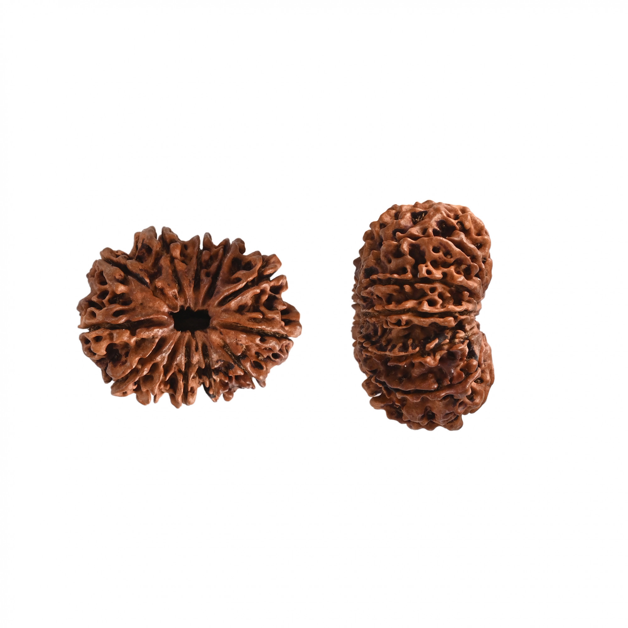 Natural 12 Mukhi Collector RudrakshNepali