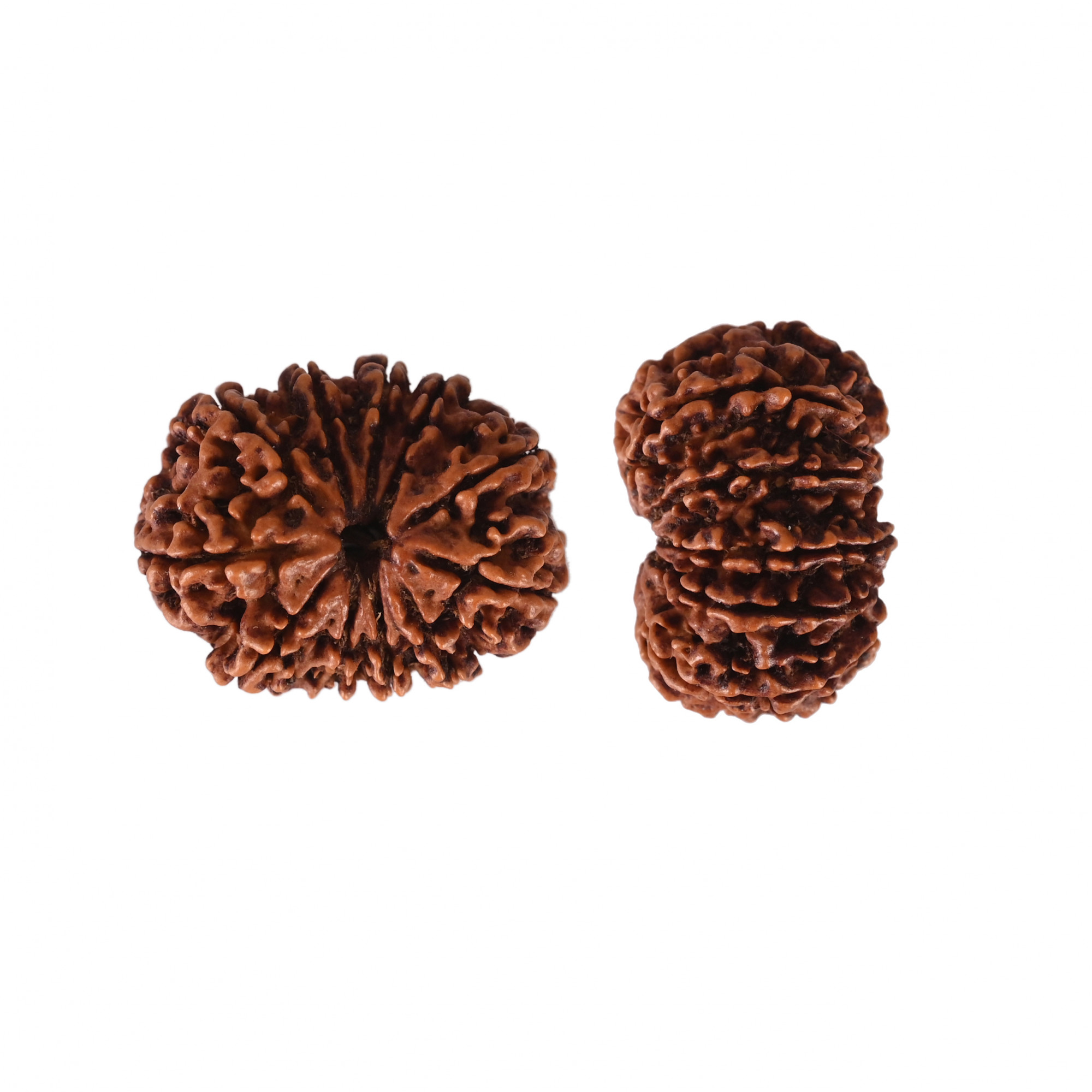 Natural 11 Mukhi Collector Rudraksh Nepali