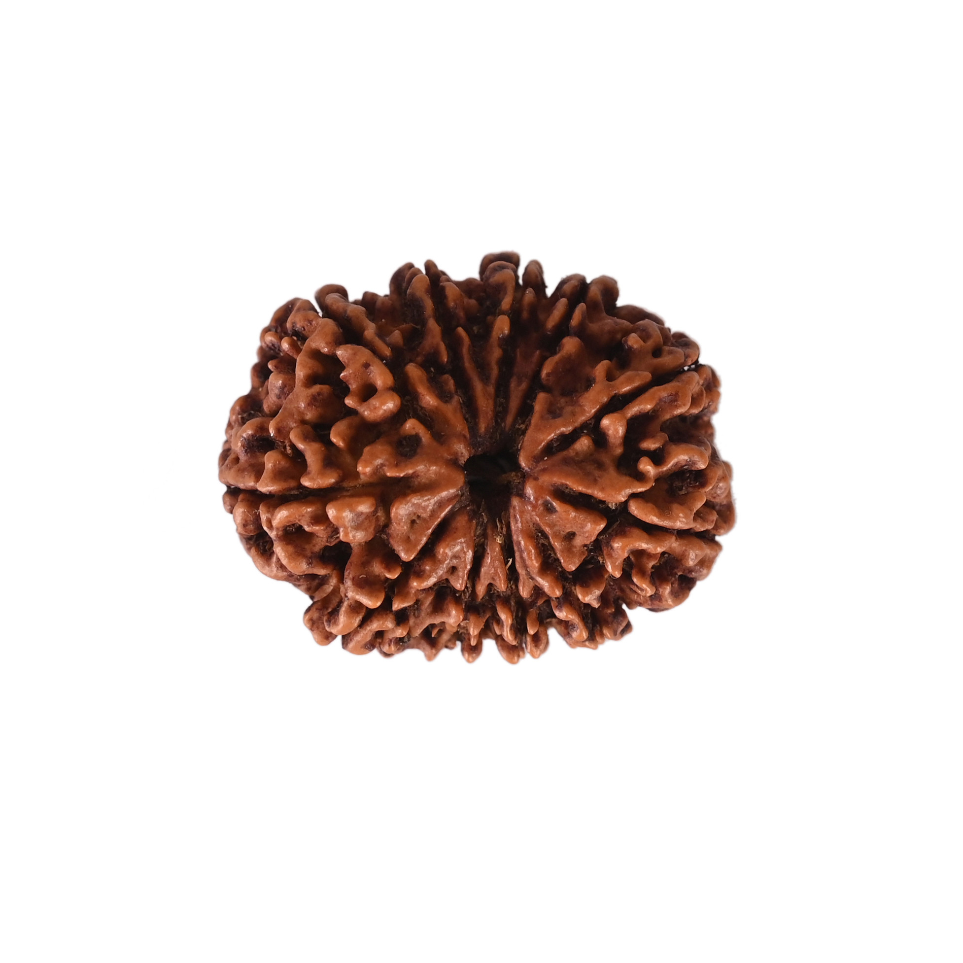 Natural 11 Mukhi Collector Rudraksh Nepali