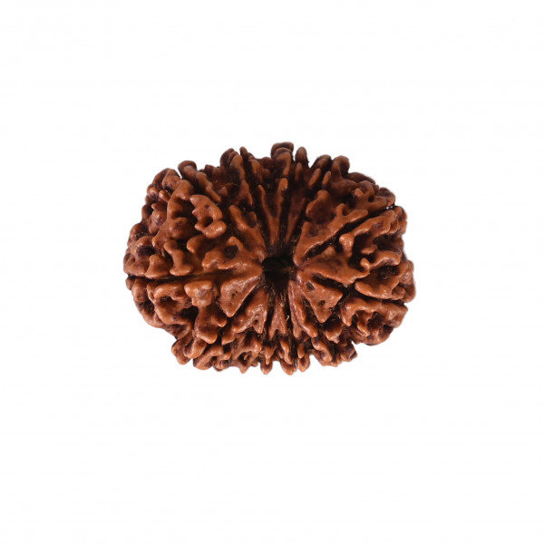 Image of Natural 11 Mukhi Collector Rudraksh (Nepali)