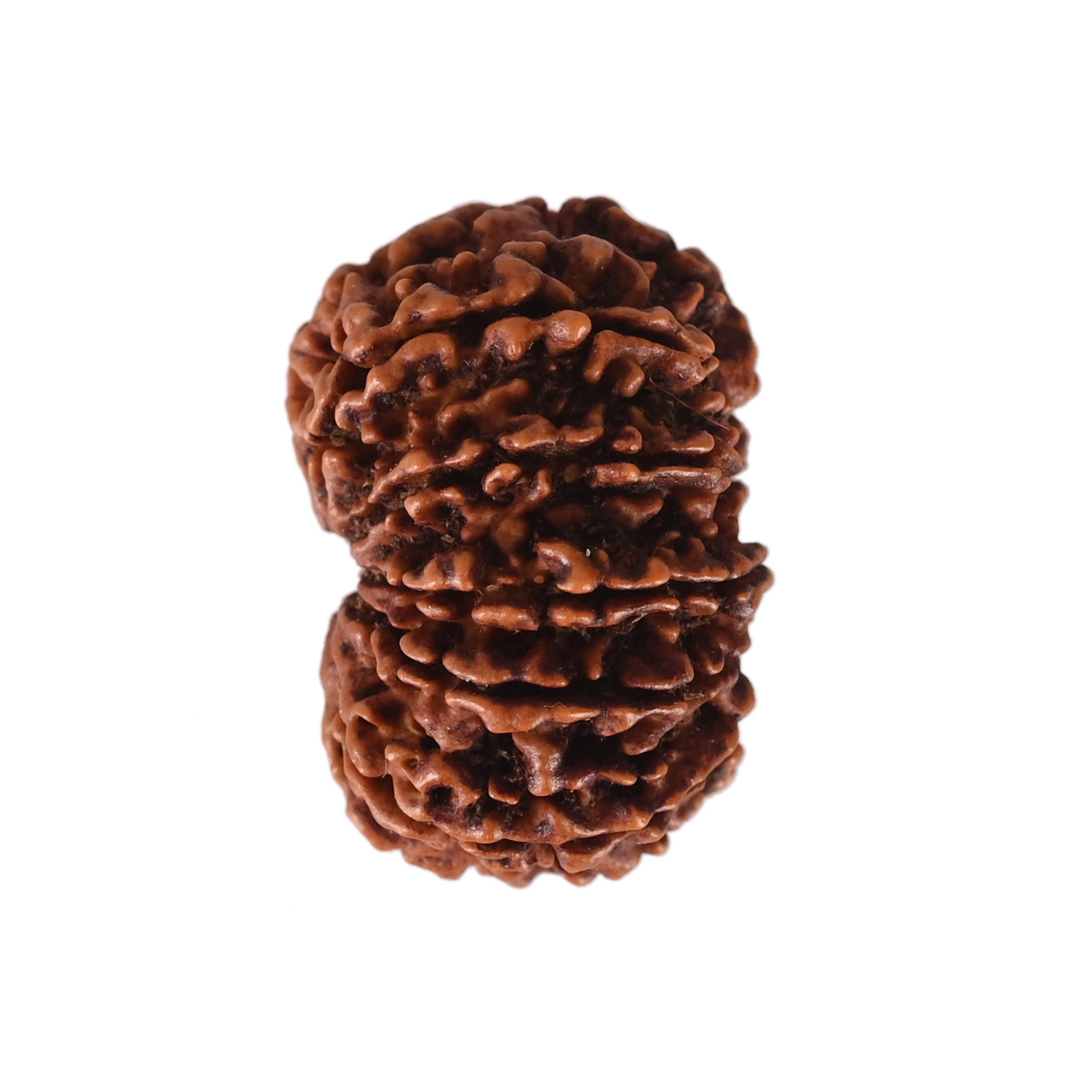 Natural 11 Mukhi Collector Rudraksh Nepali