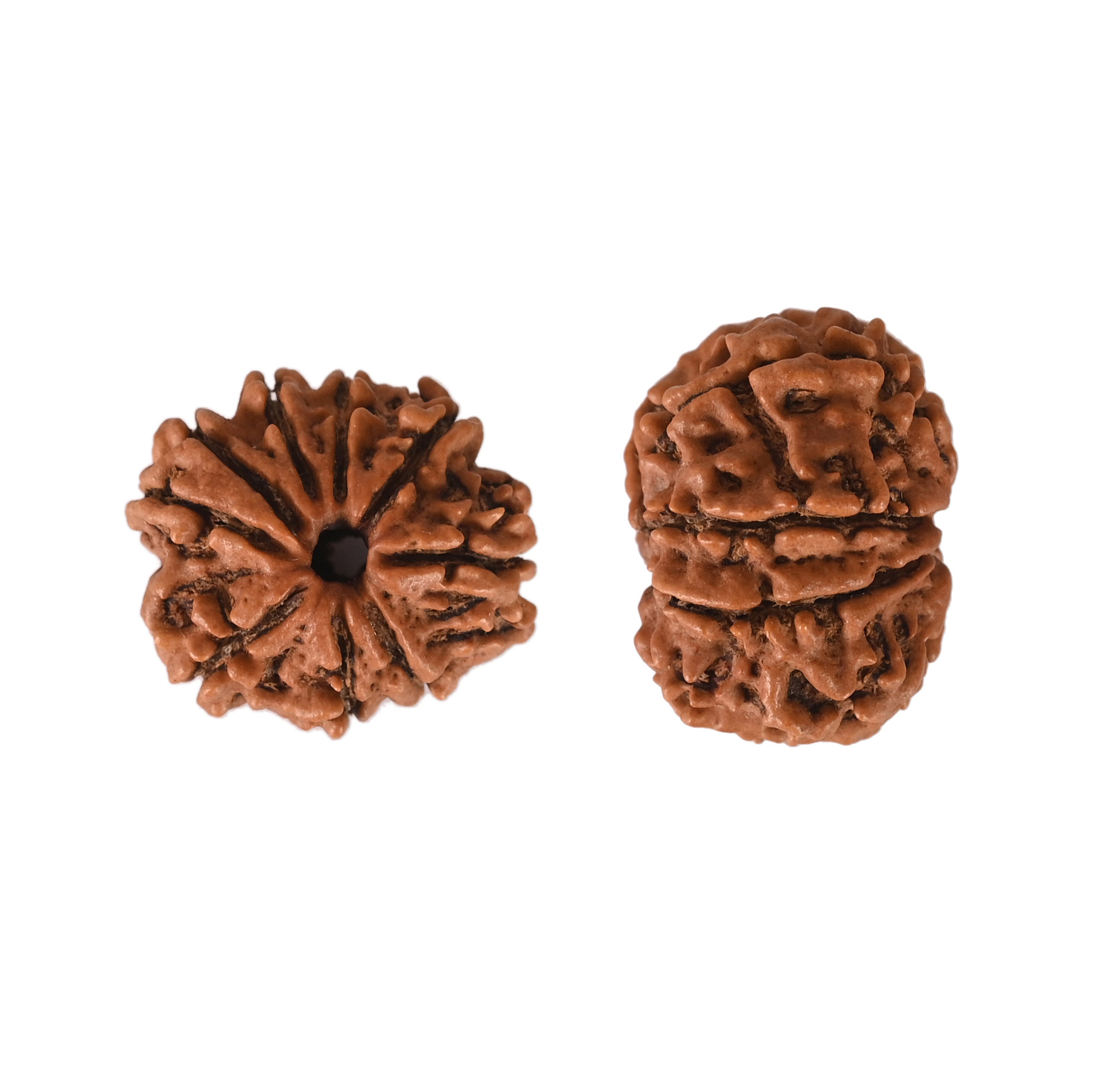 Natural 9 Mukhi Collector Rudraksh Nepali